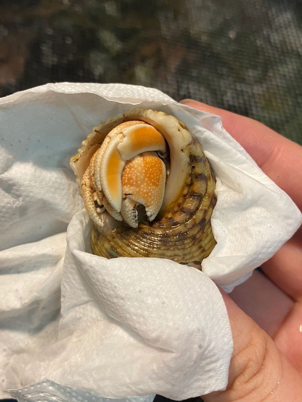 寄居蟹95新蟹到齐 里拉太好看了吧 第一次养里拉,这个颜色太仙了好