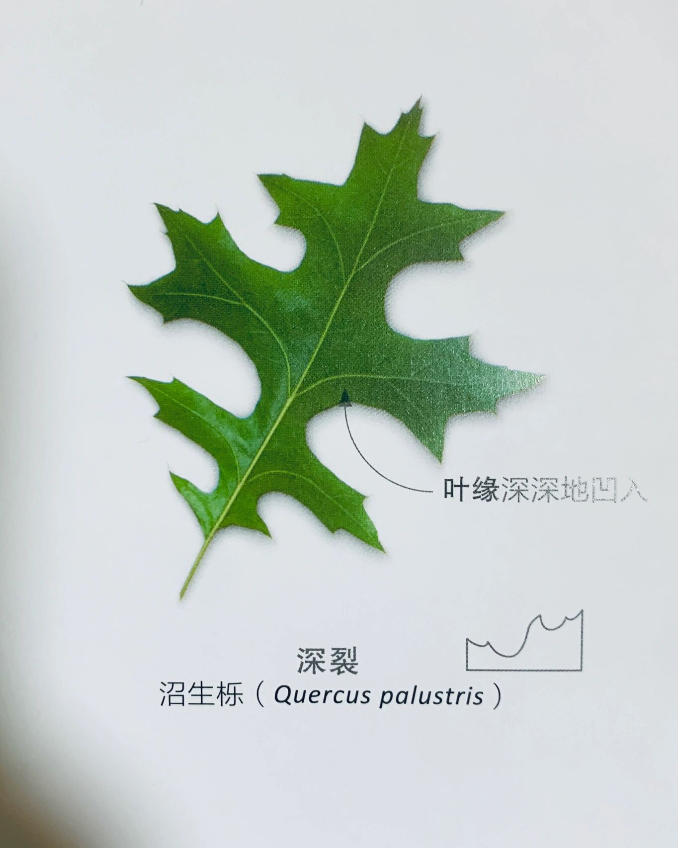 植物科普|观"缘"辨叶—叶缘形状分类16615 7815叶缘7815