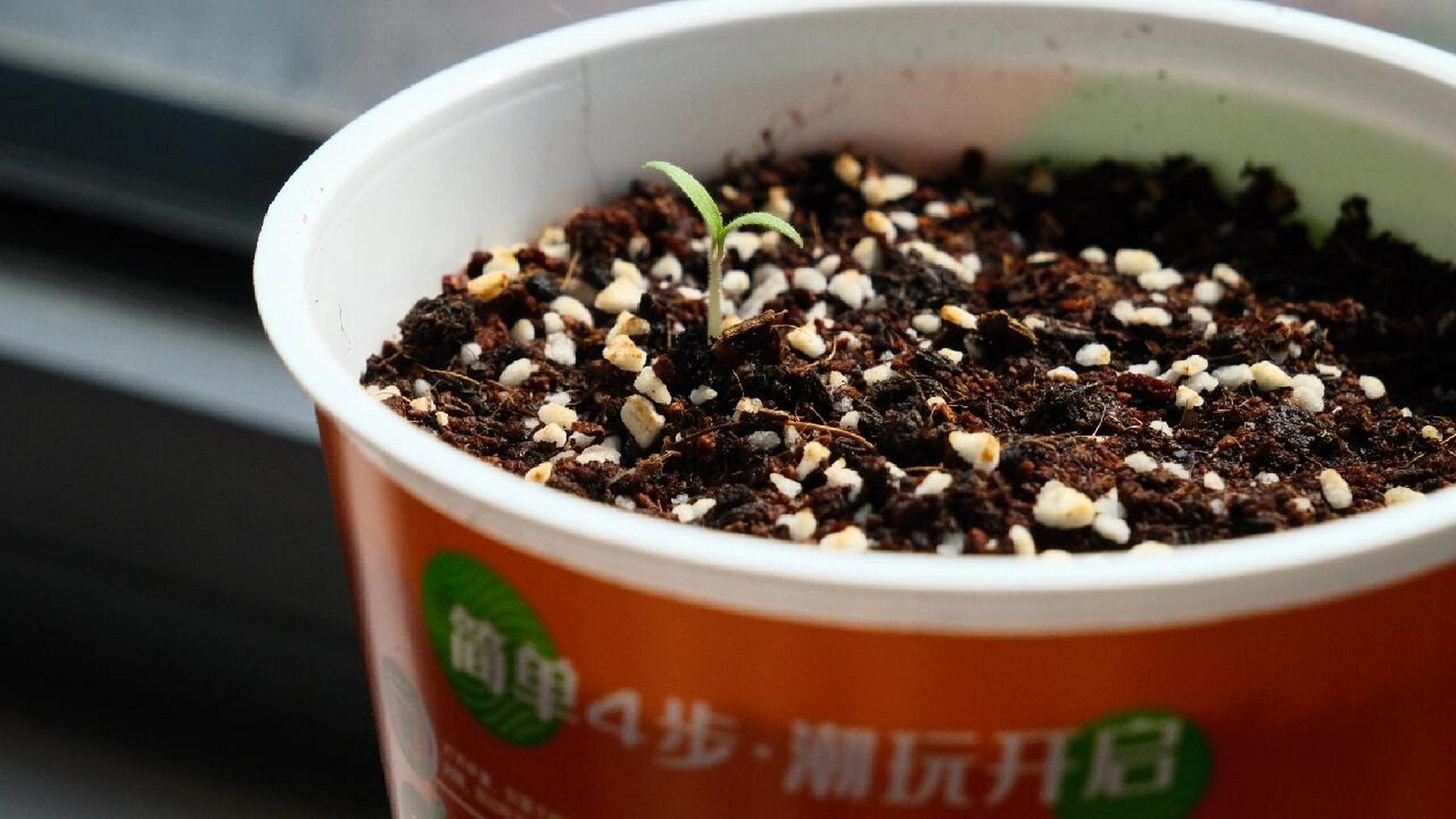 各位刘亦菲,小番茄盆栽发芽后可以直晒吗 种了两周小番茄,昨天终于有