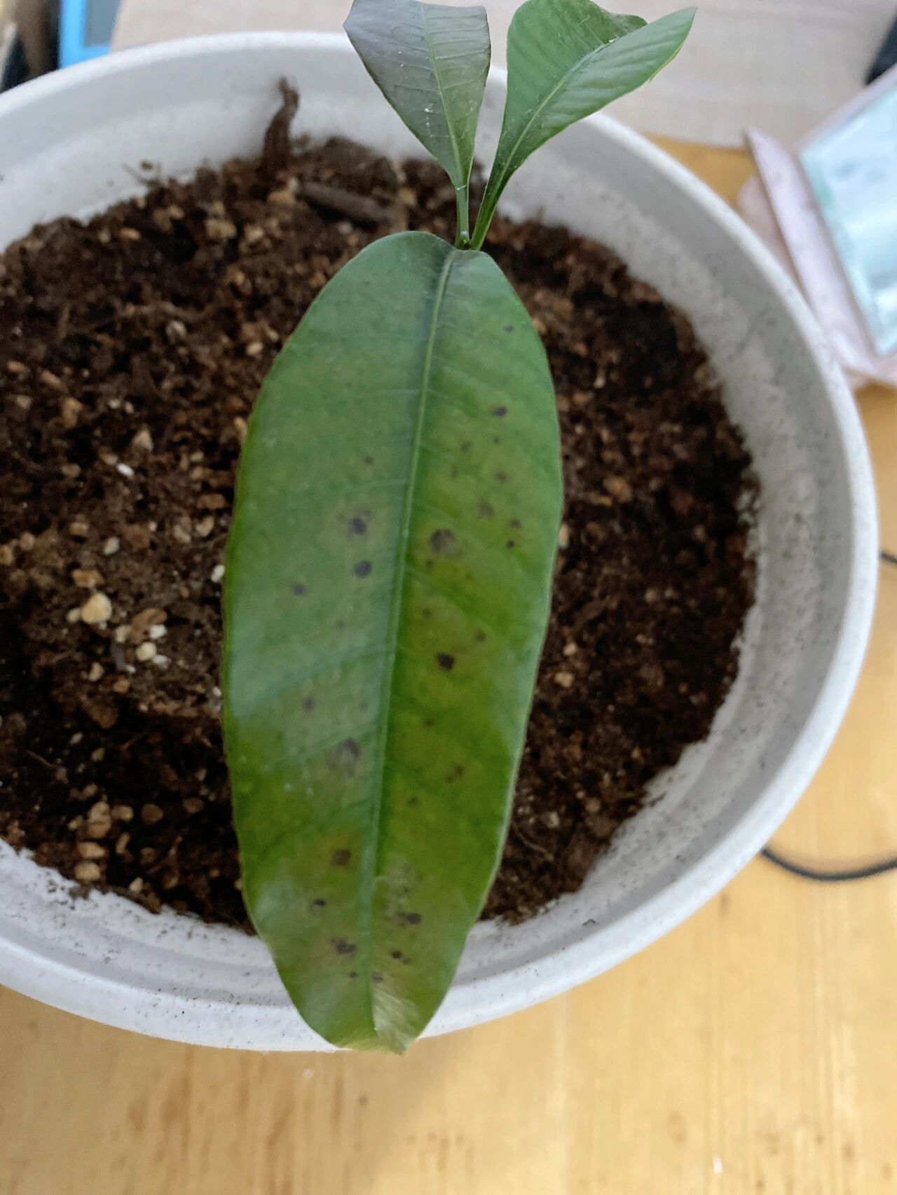 芒果的叶子长黑斑怎么办