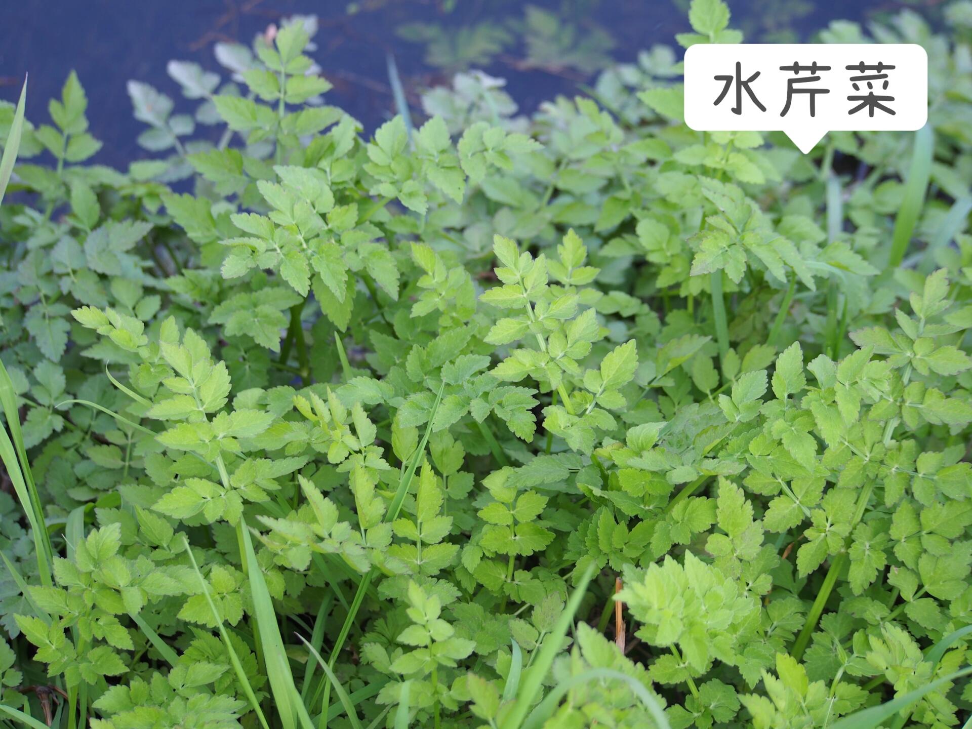 一张图教你辨别真假水芹菜(野芹菜) 最近看到不少薯友把蛇床子采回家