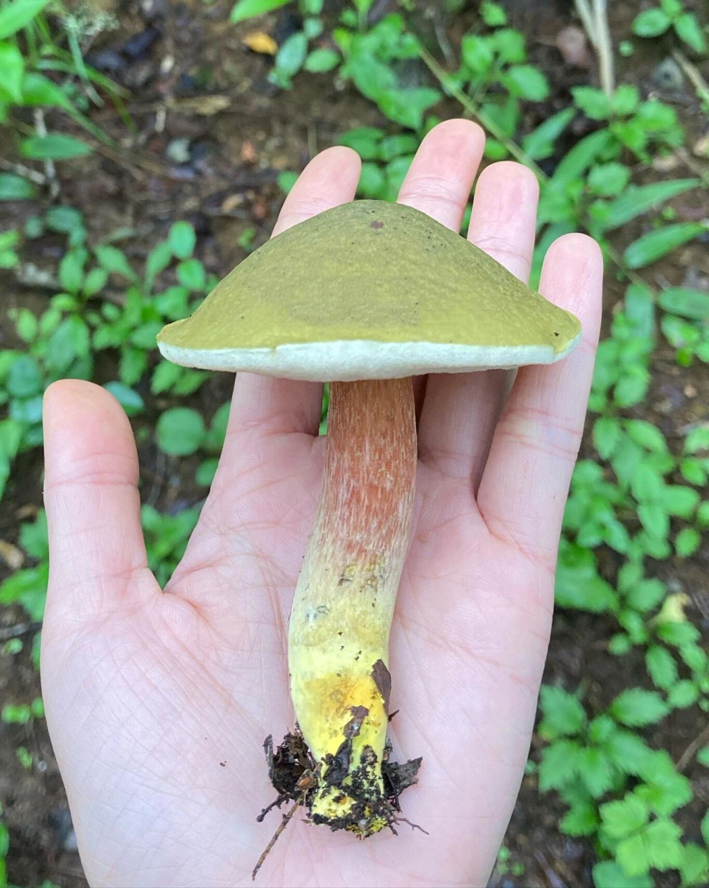 两种苦牛肝菌|粉孢牛肝菌 1-3:ミドリニガイグチ 4-6:ニガイグチモド