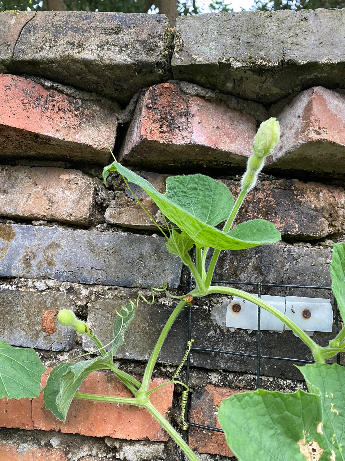 葫芦花的花语:纯洁,它的花瓣洁白柔和,不带有一丝杂质.