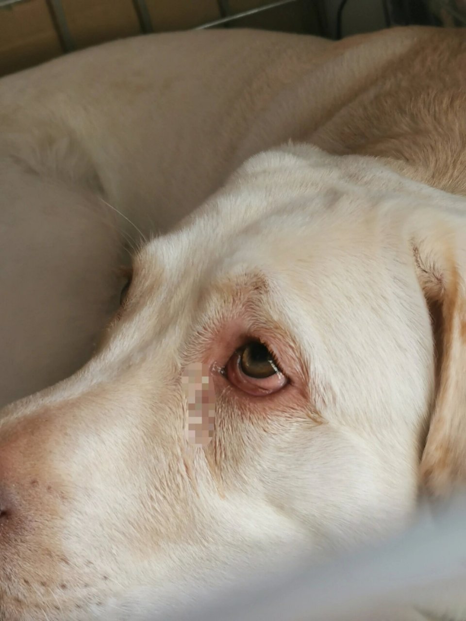 拉布拉多一只眼睛忽然发红流泪 感觉眼球都 #拉布拉多# 拉布拉多一只