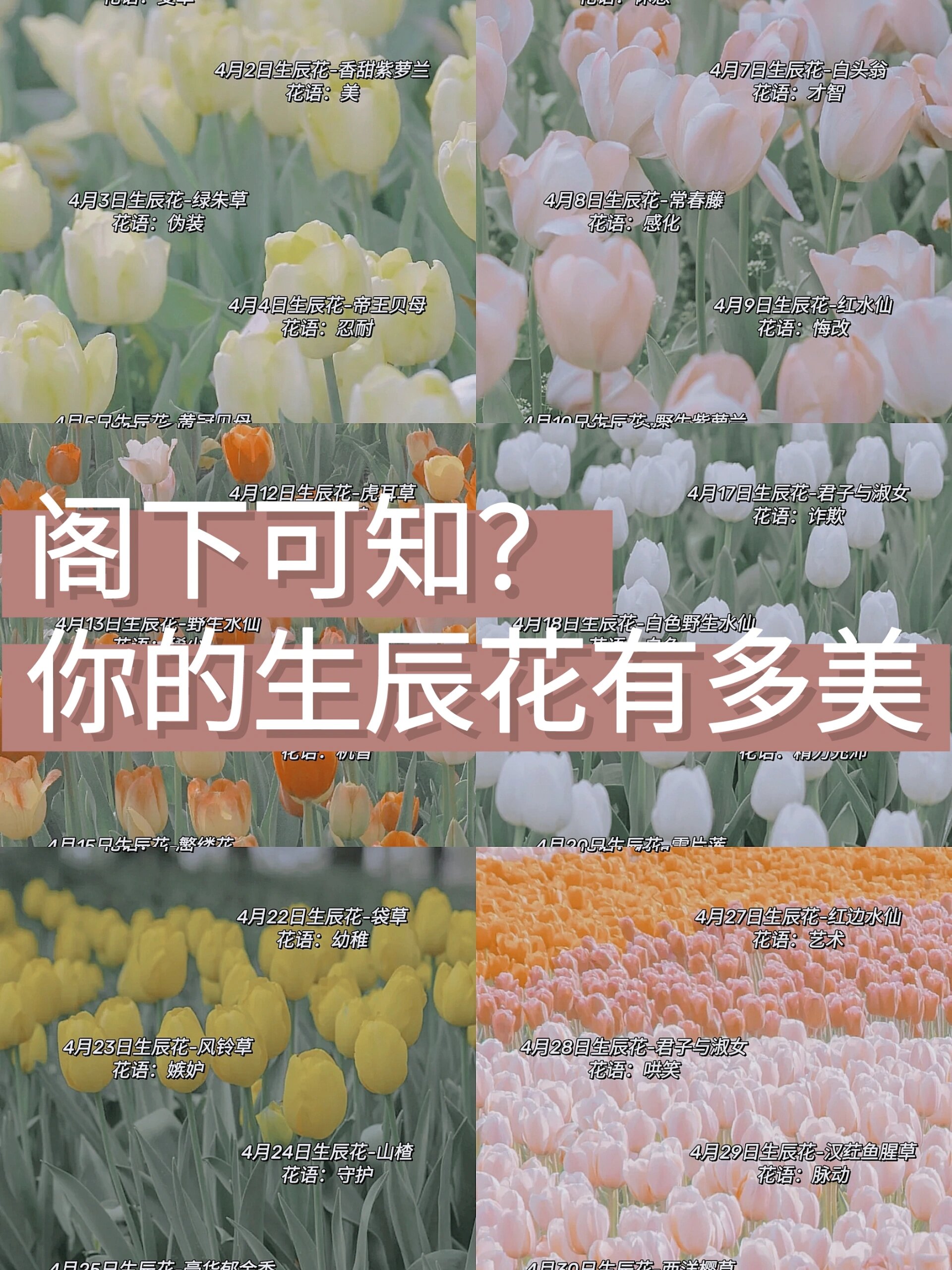 花语为审判的花图片