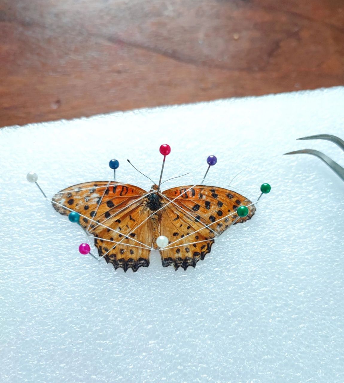 最简单的昆虫标本制作方法 今天做核酸检测的时候在地上捡到一只蝴蝶.