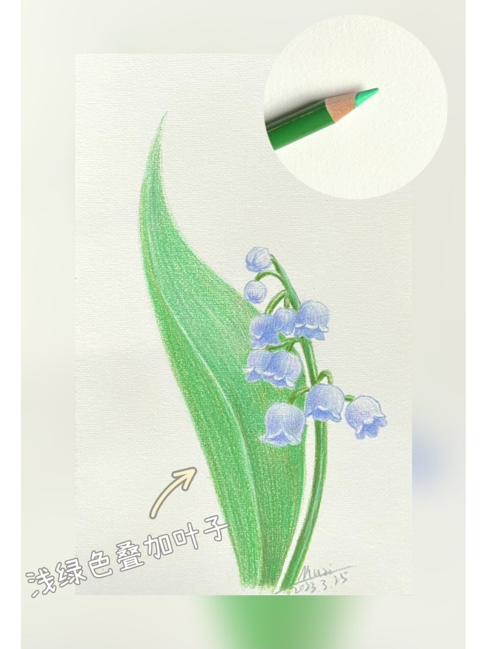 彩铅花卉(12)铃兰花 铃兰花的绘画步骤图