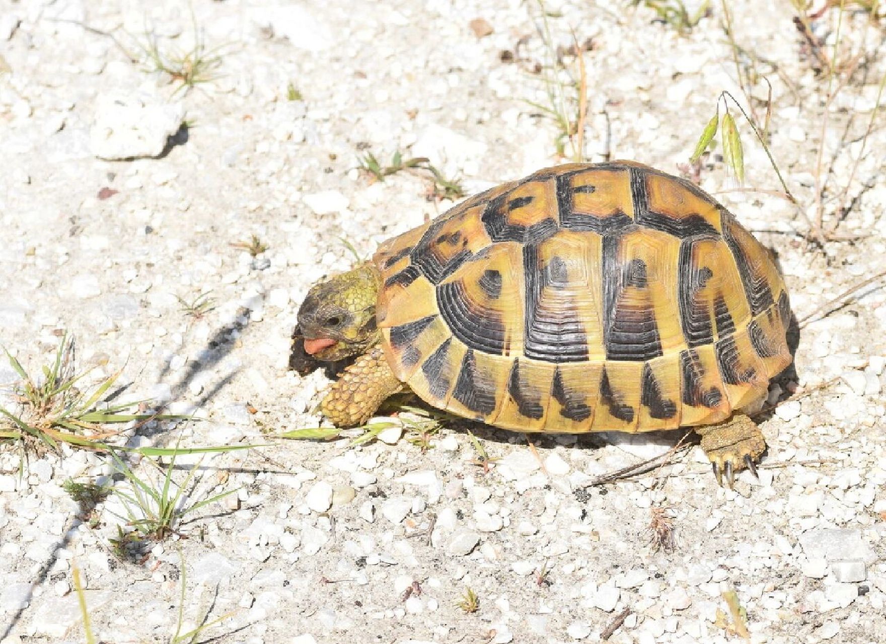 博物 | 赫曼陆龟(东部亚种) 爬行纲-龟鳖目-陆龟科-四爪陆龟属-赫曼