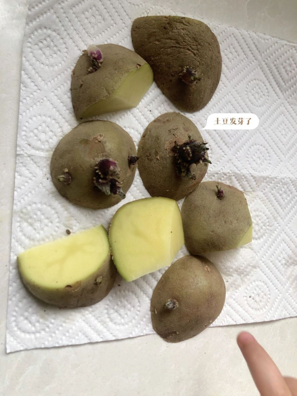 土豆发芽这么做 土豆发芽了 切块种在了盆里 不知道能不能收获更多的