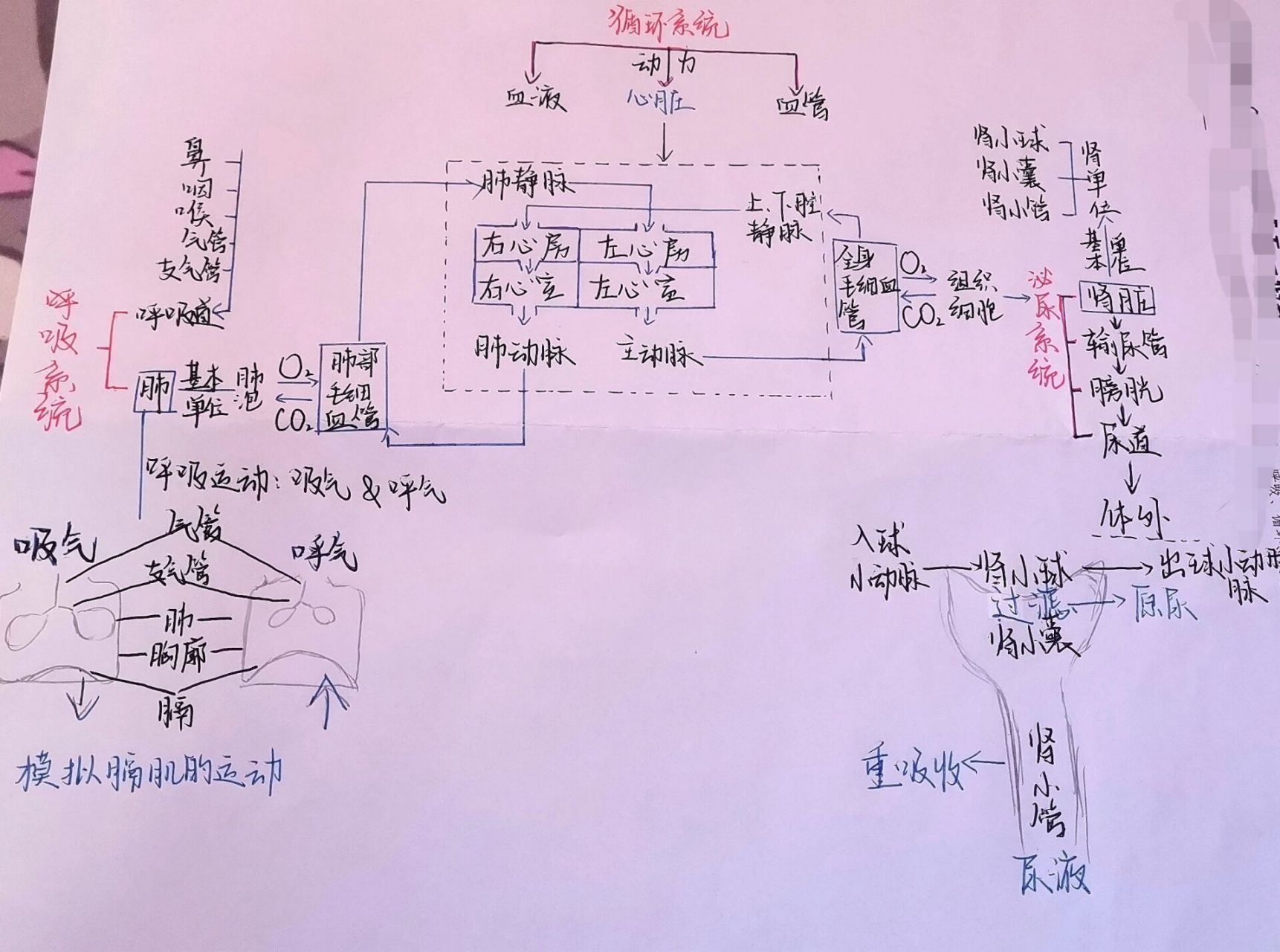 七下生物思维导图(四大系统整合) 七下人教版生物学:消化,呼吸,循环