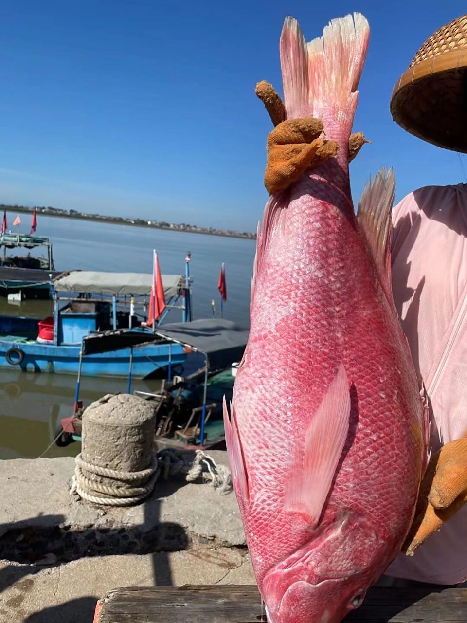 90海南儋州红鱼干!