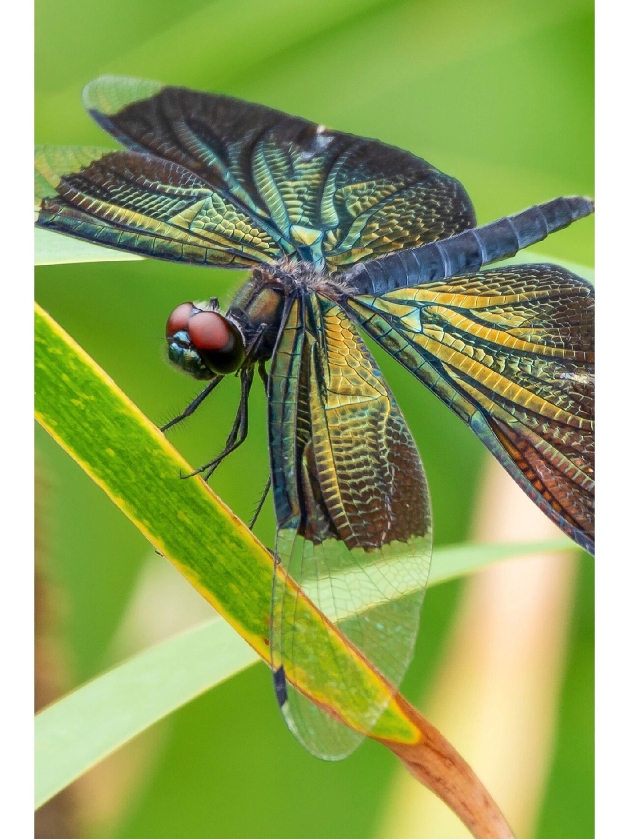 黑色翅膀的蜻蜓,还自带七彩镭射光泽?