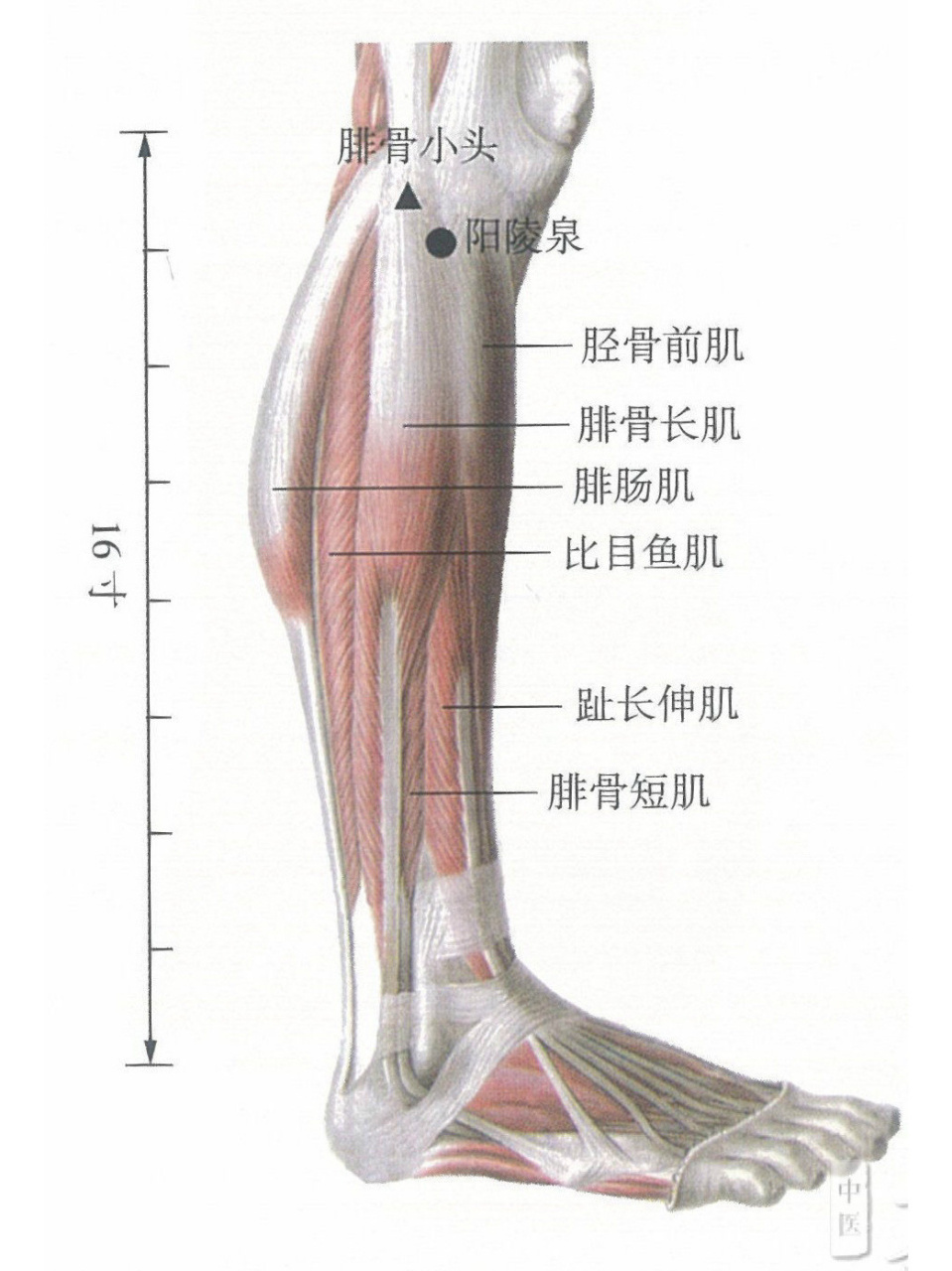 阳陵泉的位置图图片