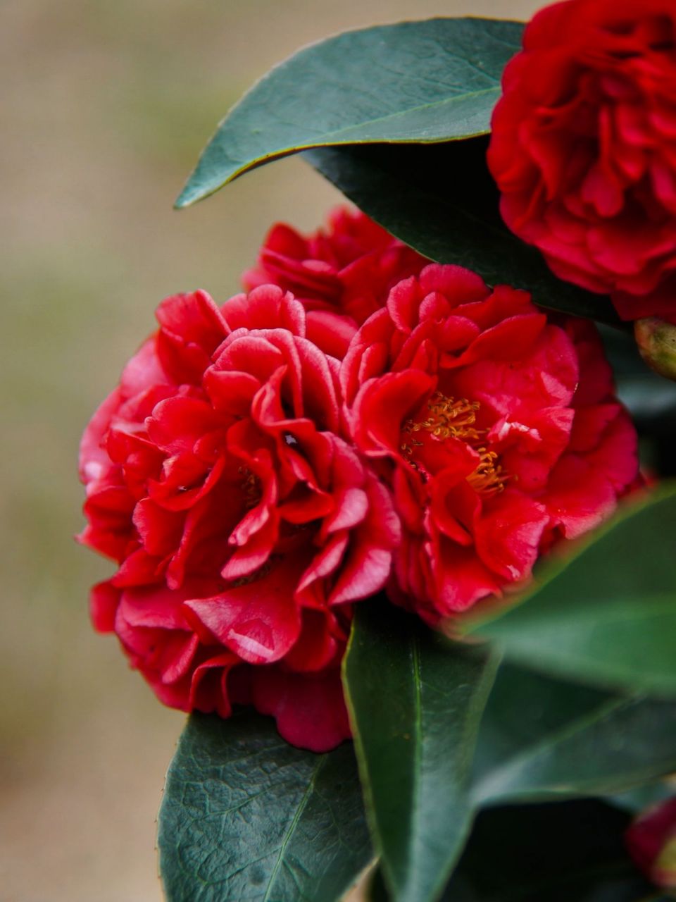 耐阴植物(二十) 四季茶花 四季茶花 94花期: 全年,9-10月盛花期