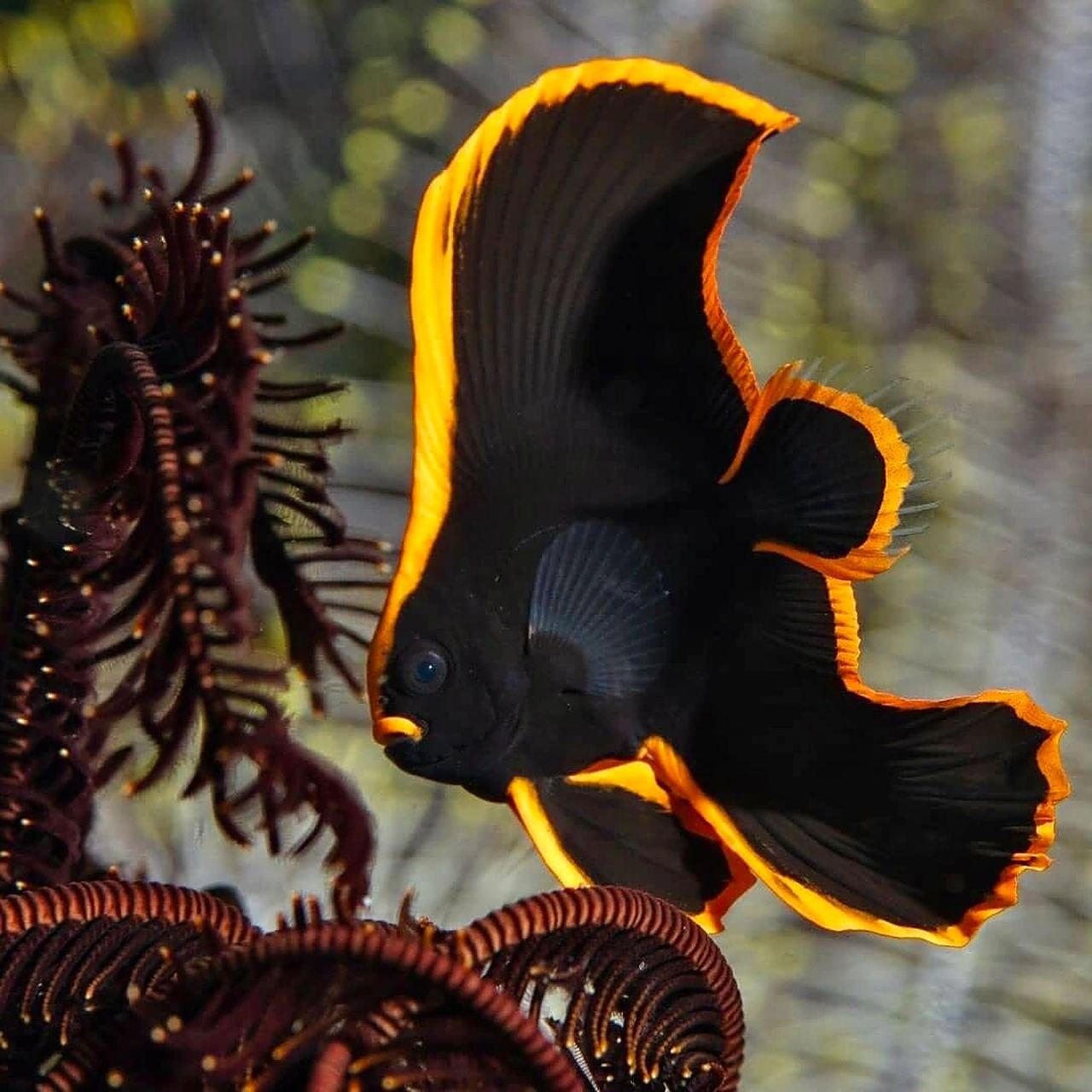 圆翅燕鱼|谁能想到你长大后变成了这样 98 fantasea·奇妙海洋 	 93