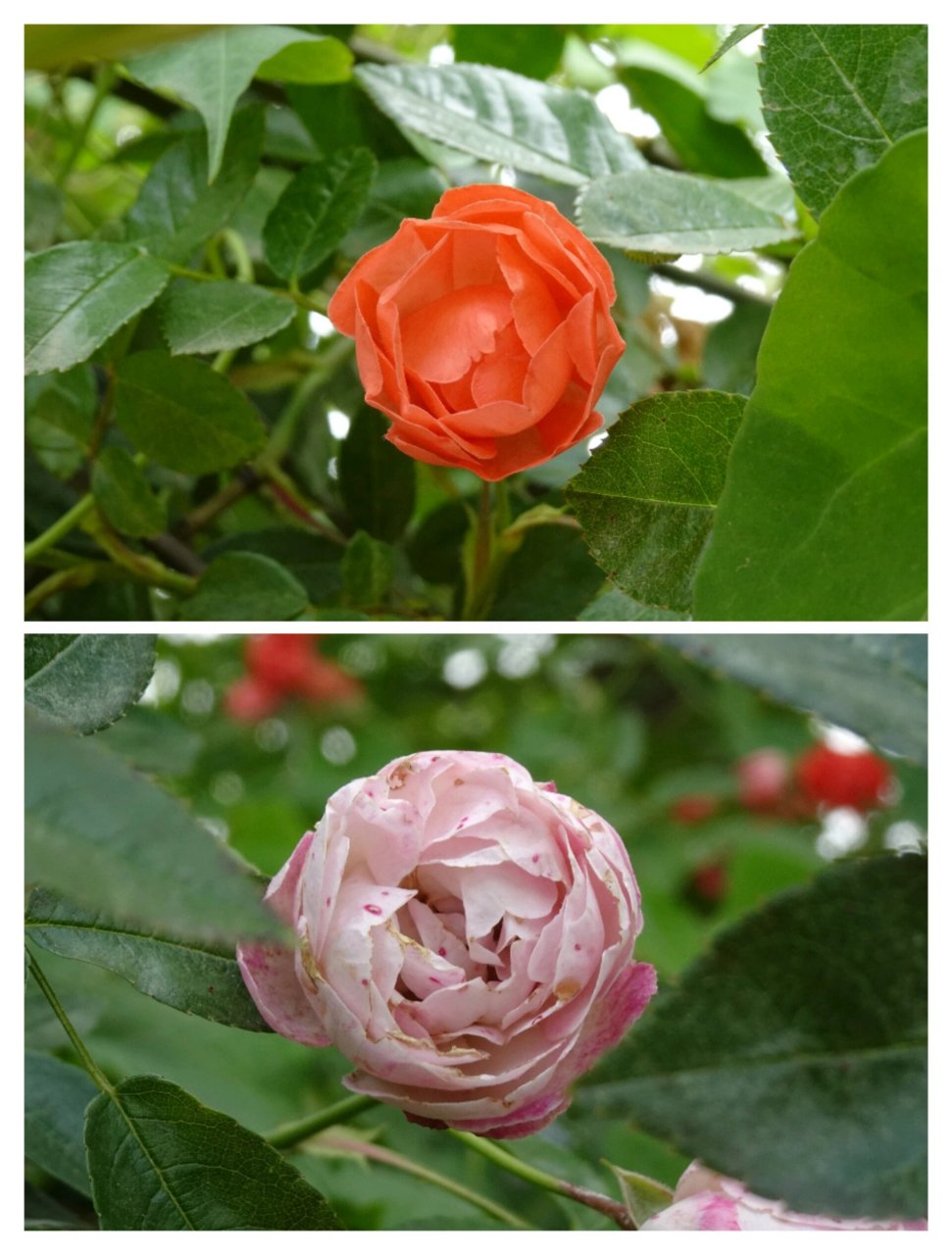 青杠树香草湖,免费赏花天花板| 蔷薇,绣球 - 	 郫都区的青杠树景区