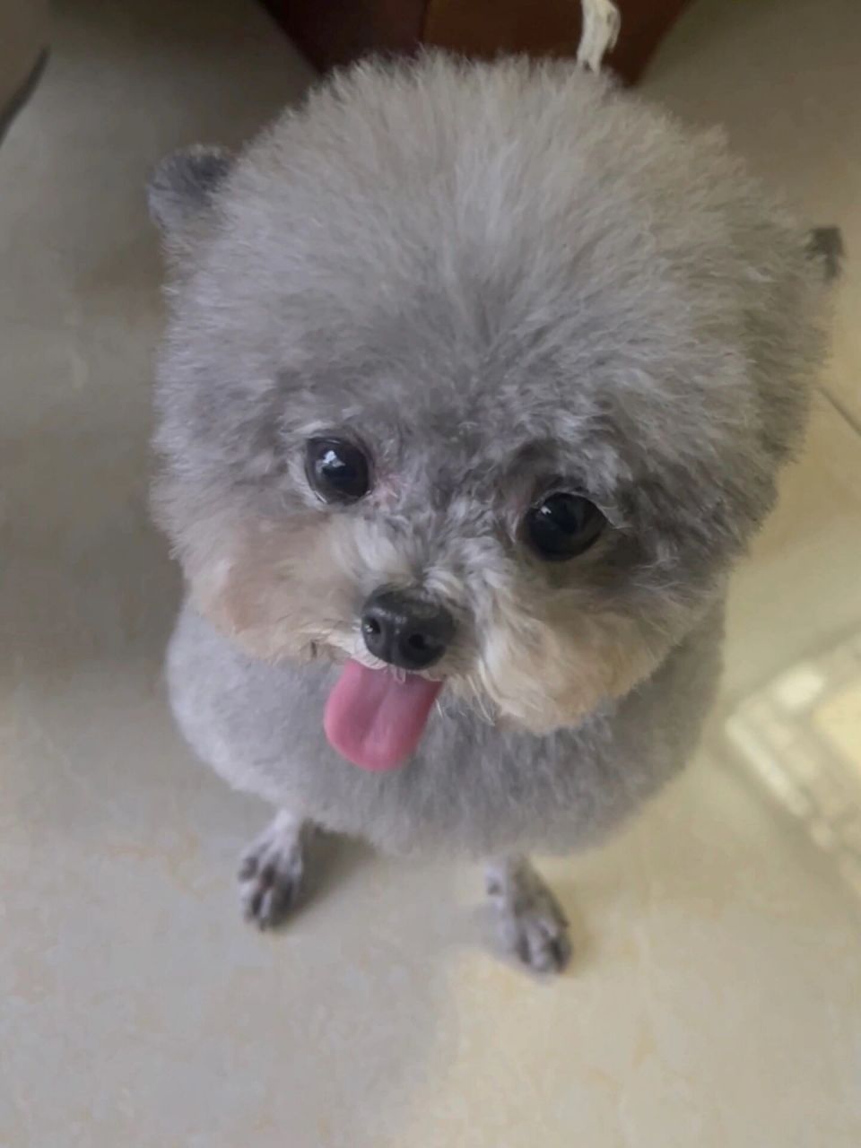 泰迪小羊装!真是太可爱啦!