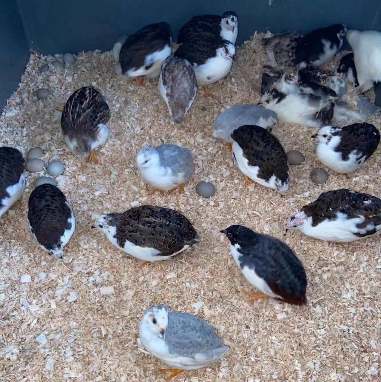 芦丁鸡不下蛋的原因 芦丁鸡是一种迷你袖珍鸡品种,成年鸡的体重的体重