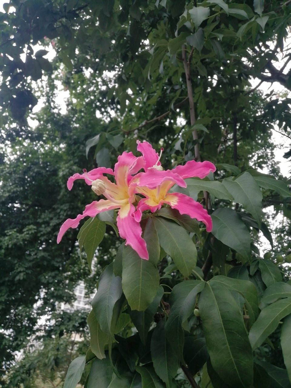 美丽异木棉 美丽异木棉(拉丁学名:ceiba speciosa st.hih.
