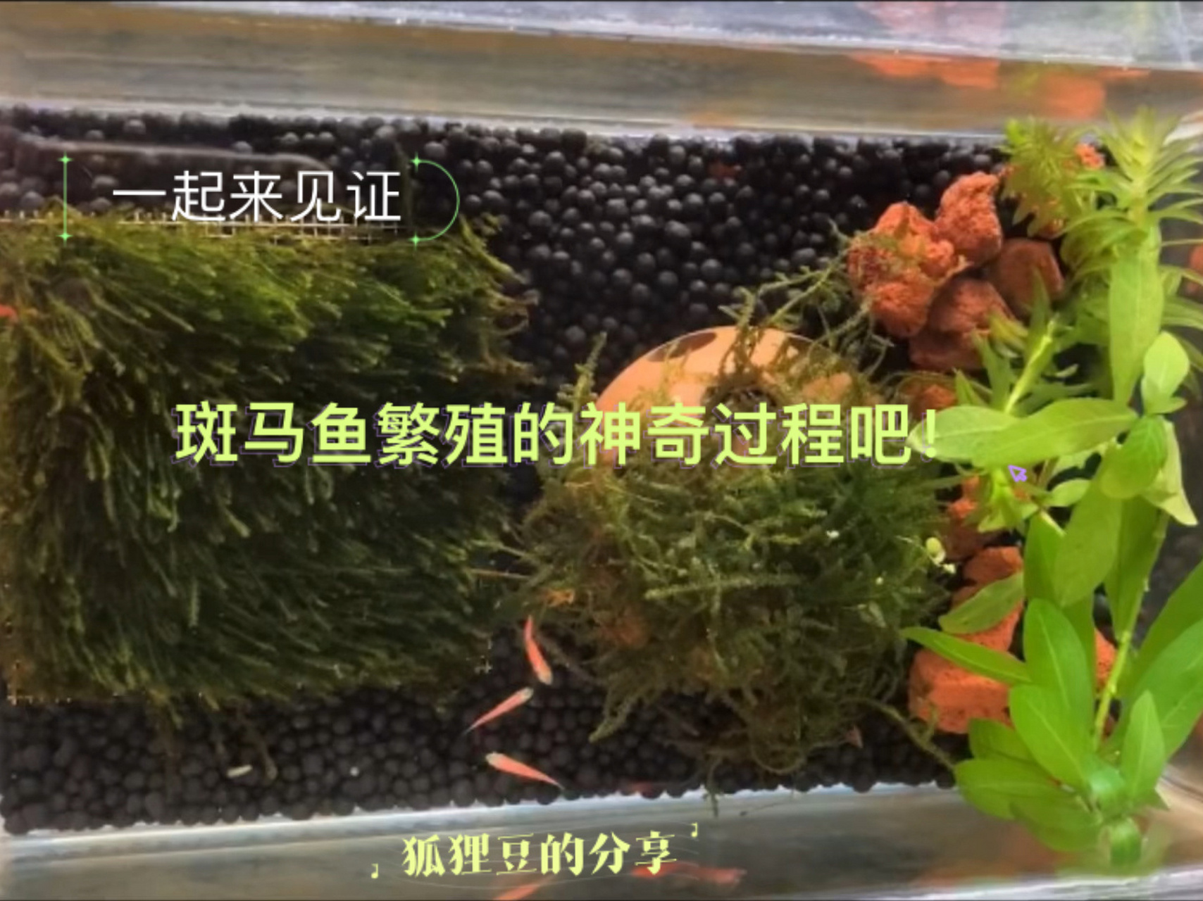 一起见证斑马鱼繁殖的神奇过程吧!