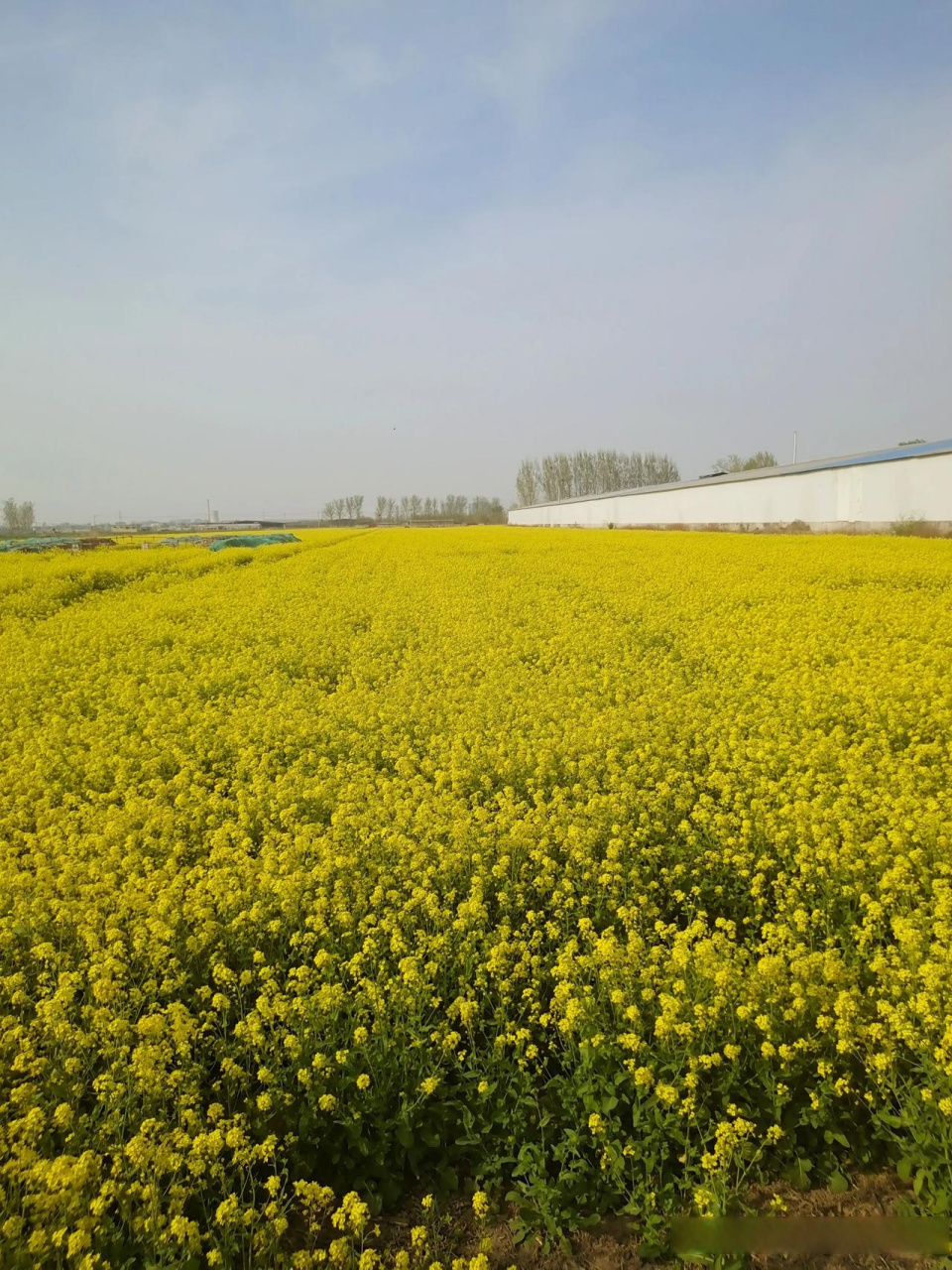 河北安平万亩油菜花图片