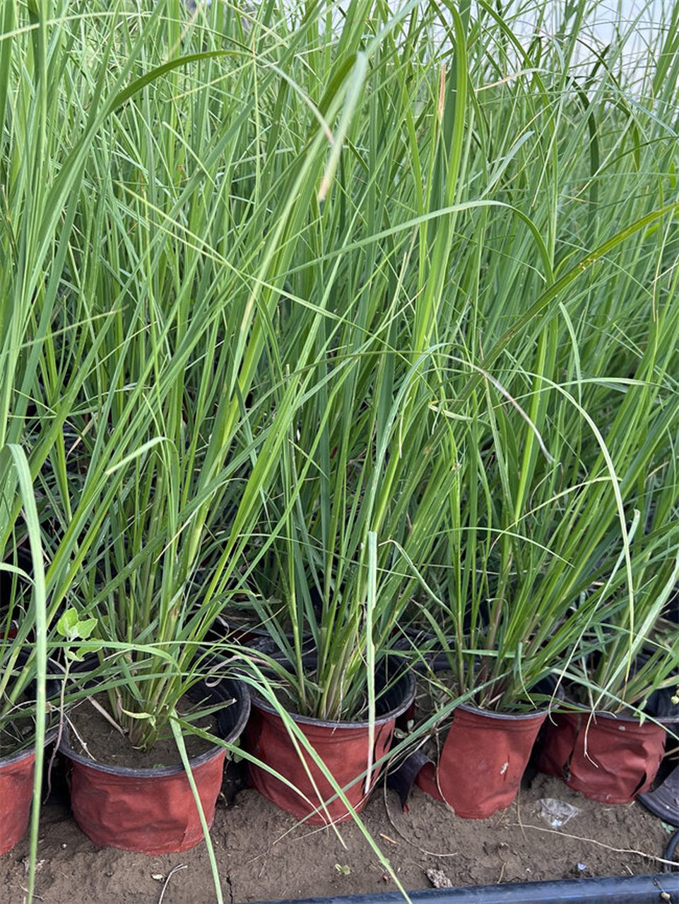 矮蒲苇图片? 矮蒲苇是一种草本植物,植株高度大约在1-1.