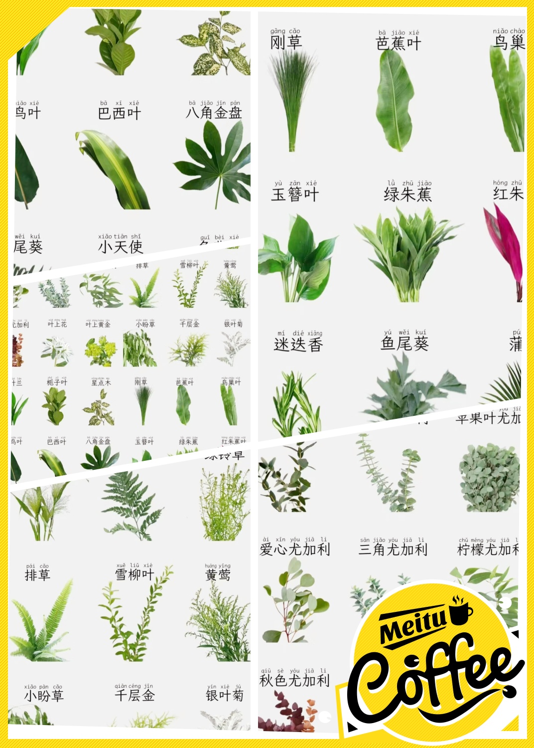 1 尤加利叶:百搭叶材,可以做干花,也可以做自然风花束