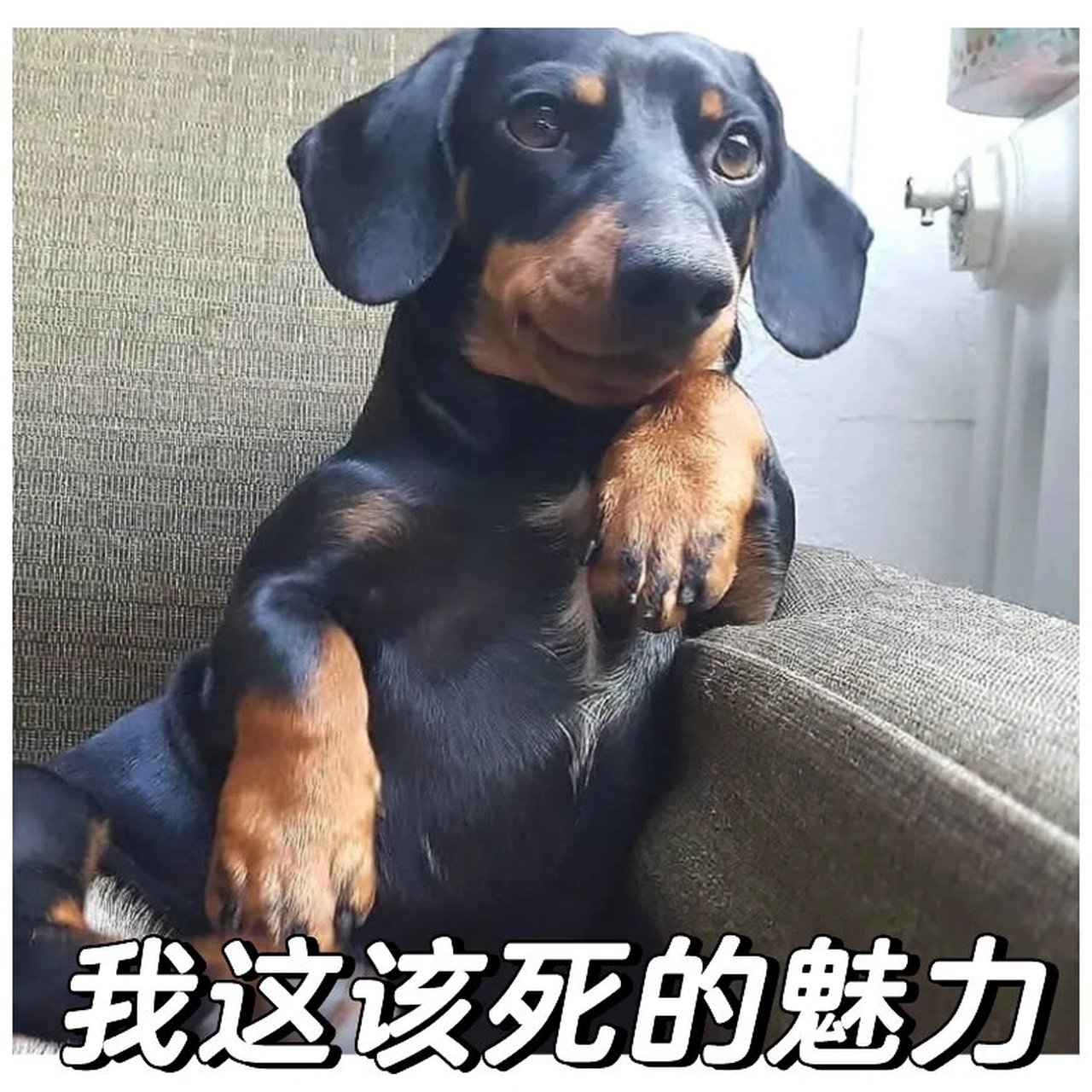 腊肠犬表情包图片