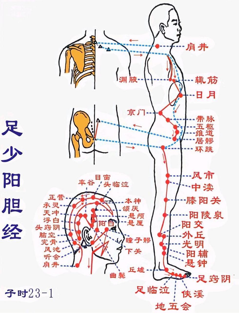 传统文化 弘扬国学经典文化 经络穴位 中医 十二经络之足少阳胆经