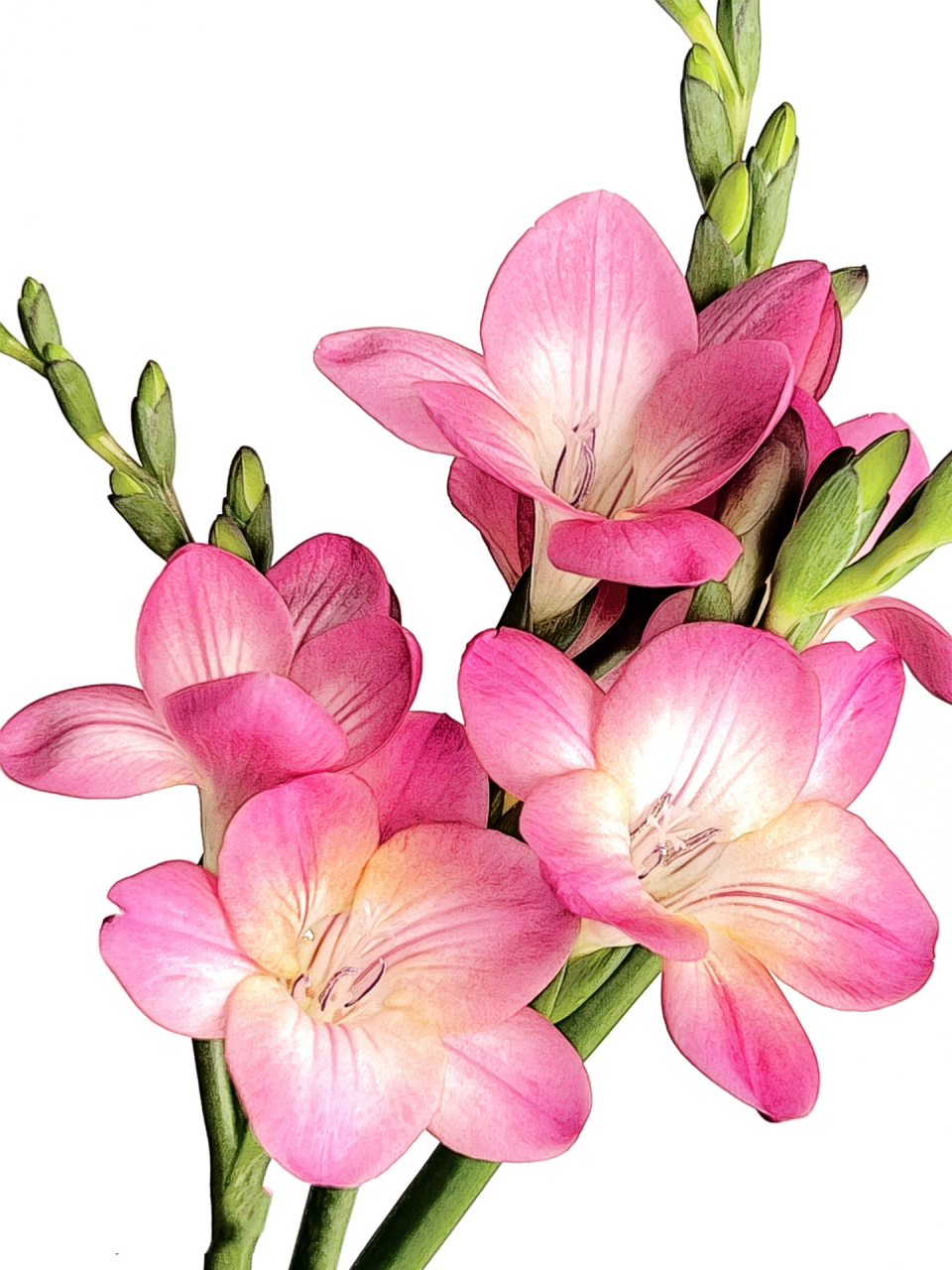 香溢满屋的花|玫红色香雪兰   	 别名:小苍兰 	 花语:纯真,浓情,幸福