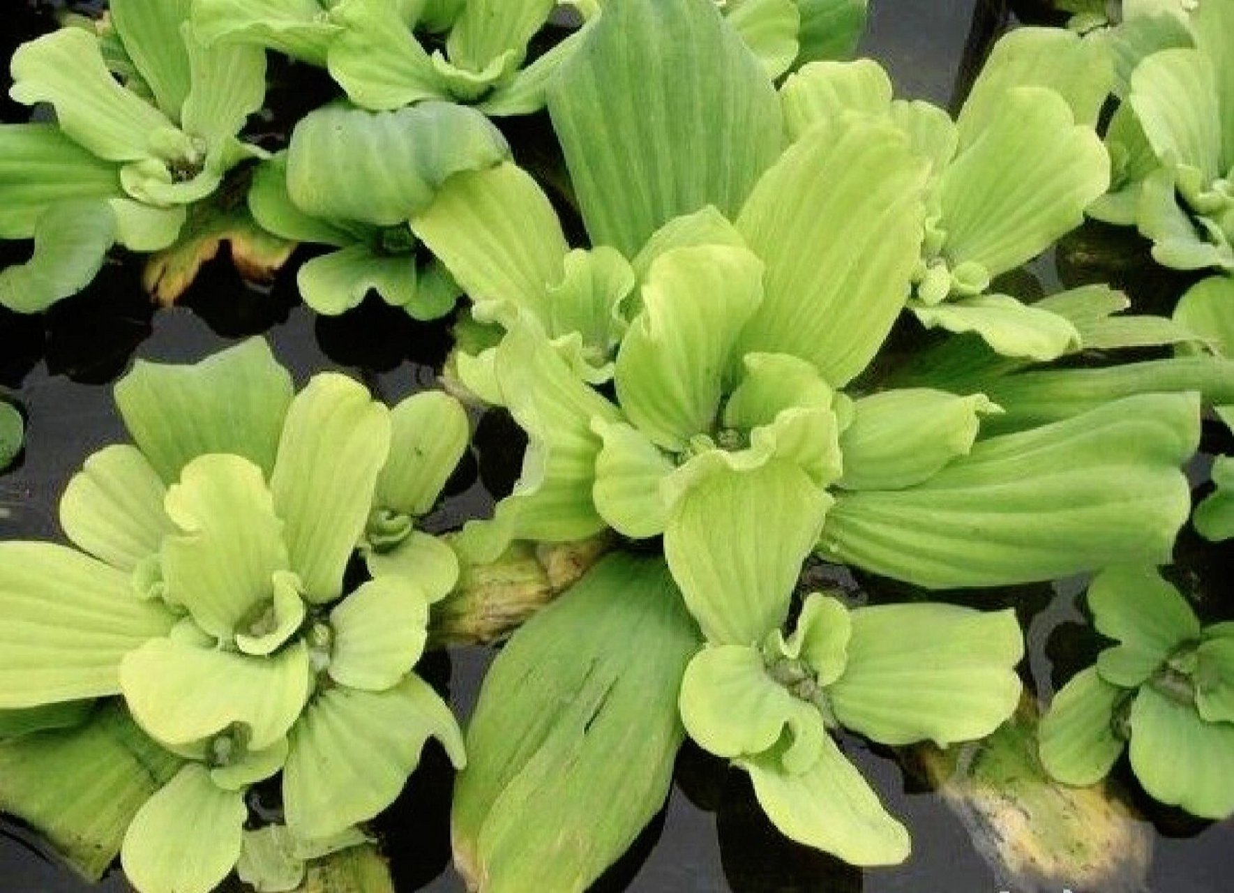 大薸(piáo),别名:水白菜,肥猪草 大薸是天南星科,大薸属水生飘浮草本