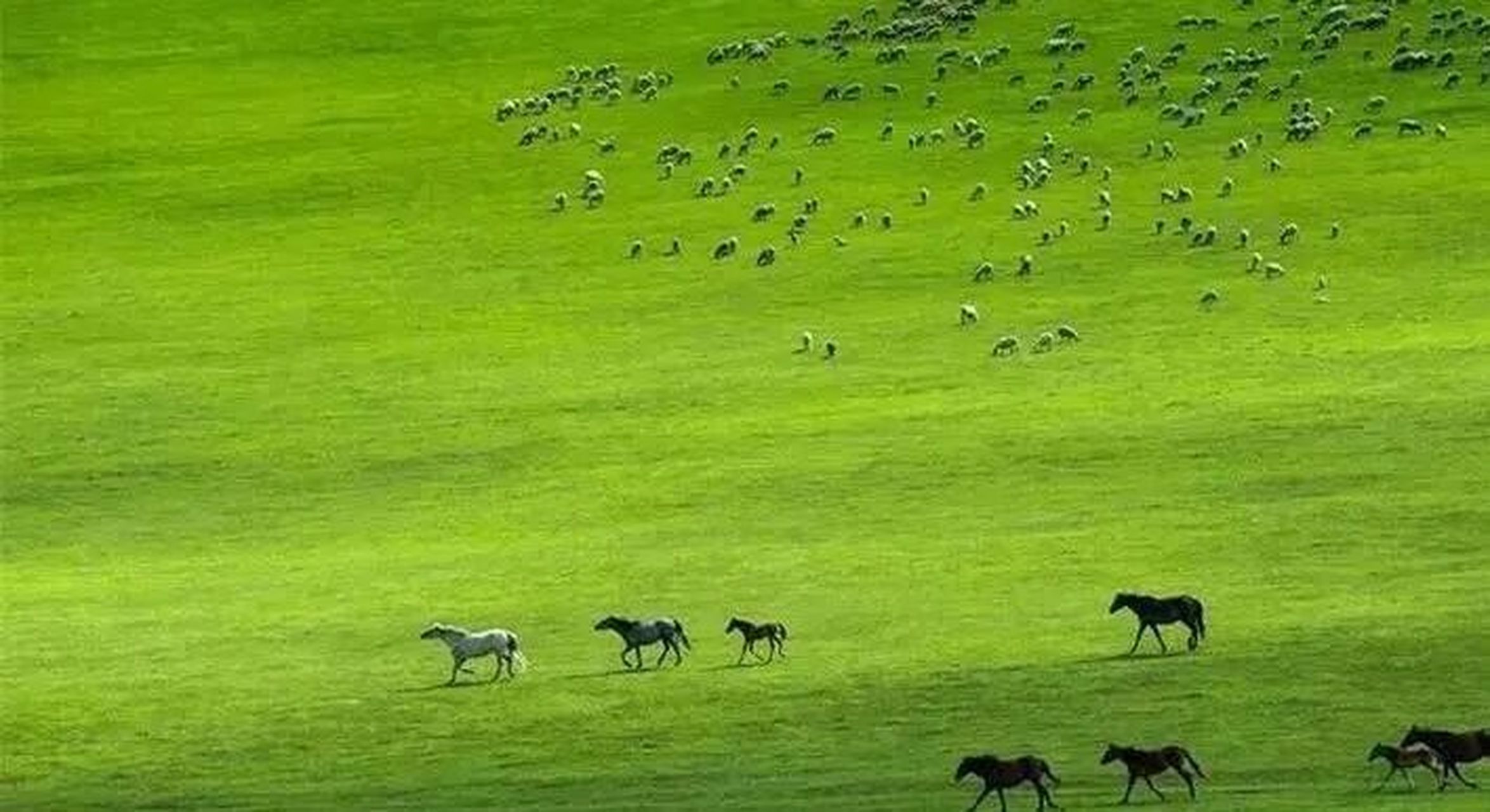 【地理学习|近义词】草甸和草原区分 一,草甸1.