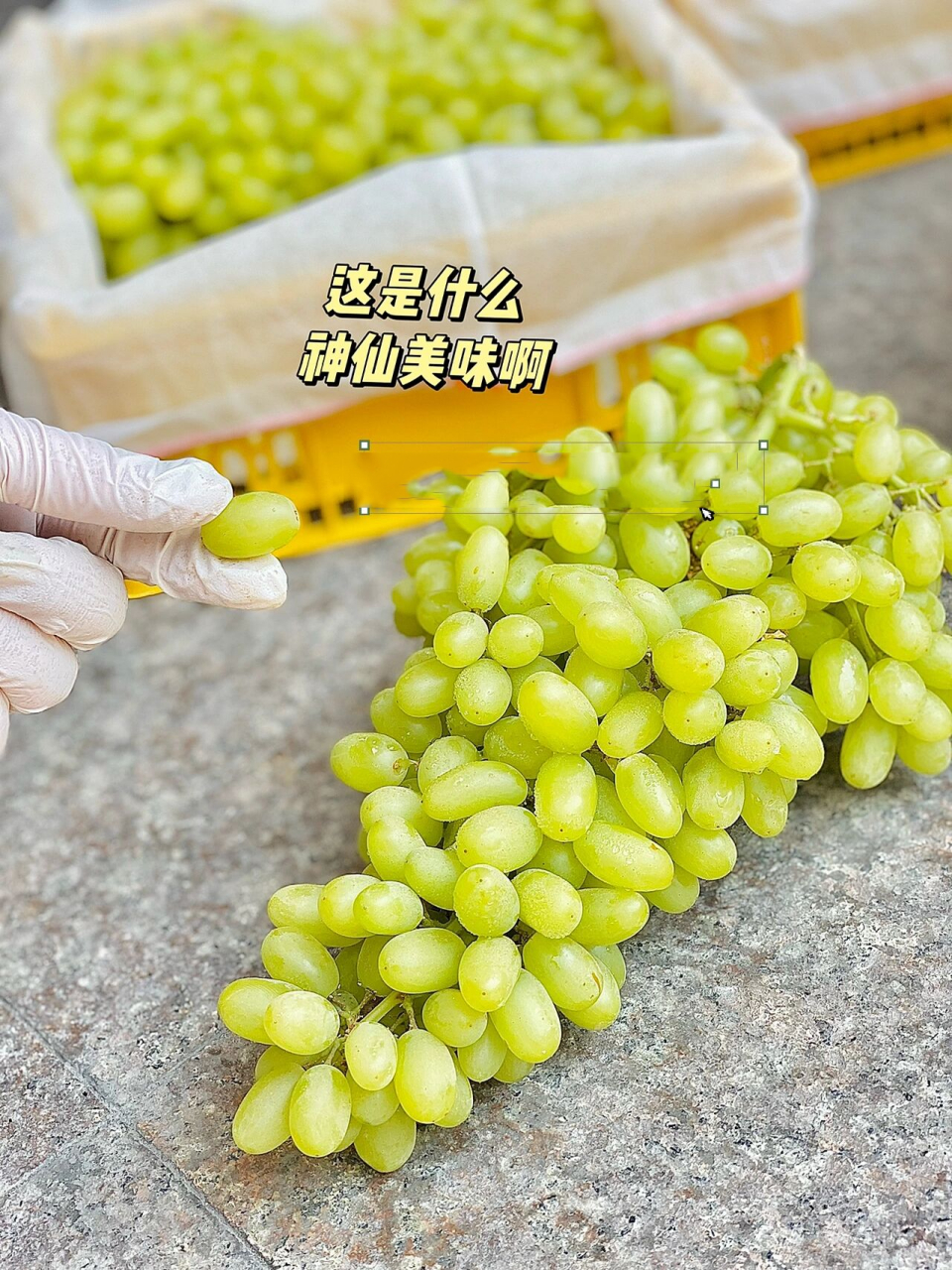 新疆马奶提78 不吐皮 无籽的小提子 超好吃 颗粒饱满不干瘪 甘甜多