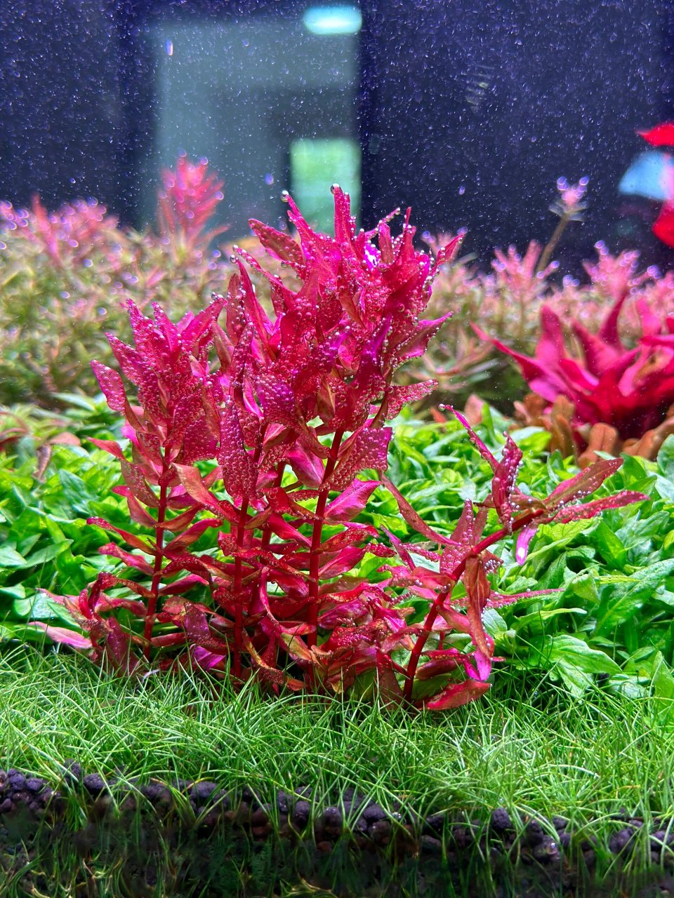 光照:红蝴蝶水草需要充足的光照才能进行光合作用.