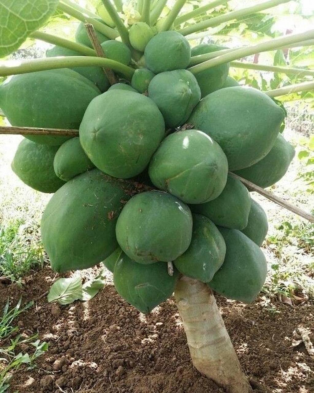 木瓜矮化技术是通过修剪,施肥,喷洒植物生长调节剂等措施,使木瓜树的