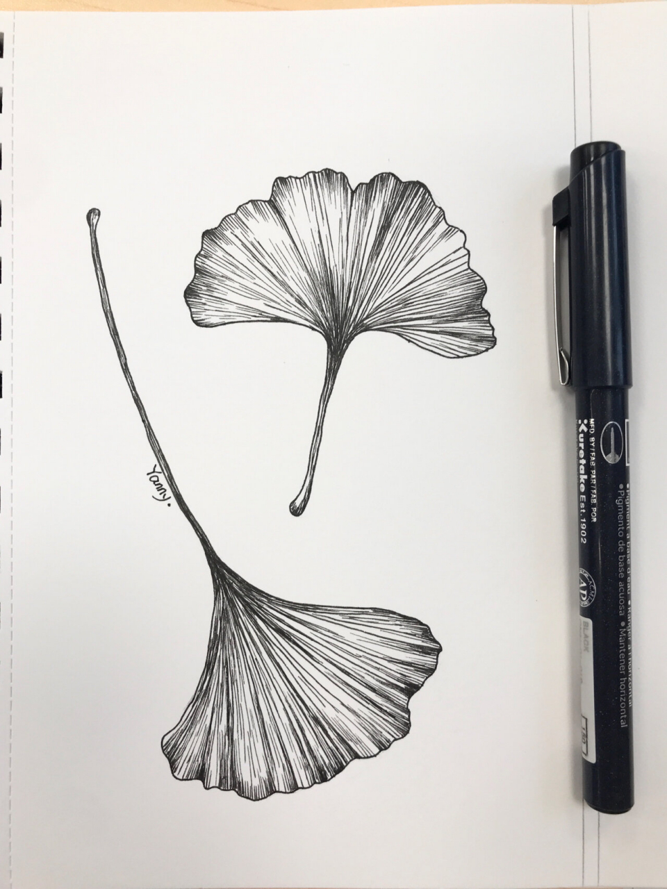 黑白花卉小画 |银杏叶 |针管笔手绘花卉 有步骤图哦 用针管笔画一幅