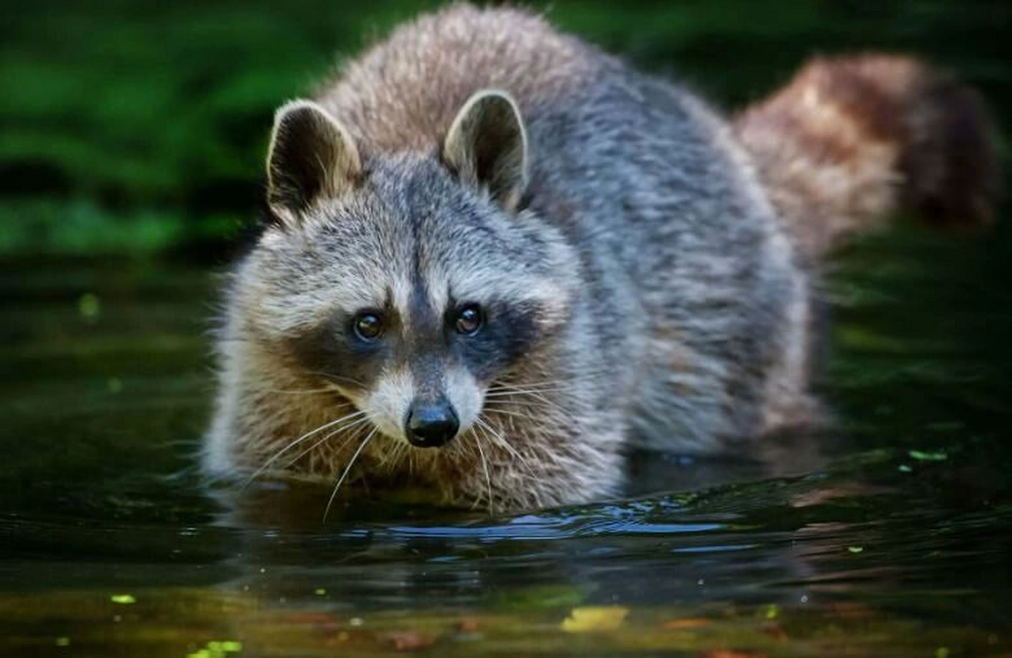 浣熊-浣熊科浣熊属动物01 别称食物小偷,皮皮熊 浣熊原产自北美洲