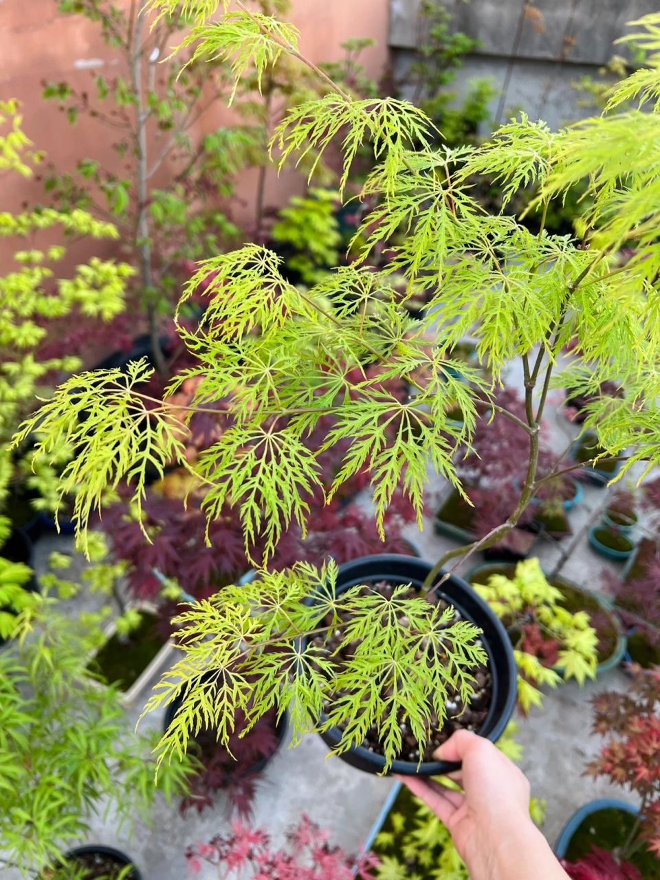 枫树绿色蕾丝!