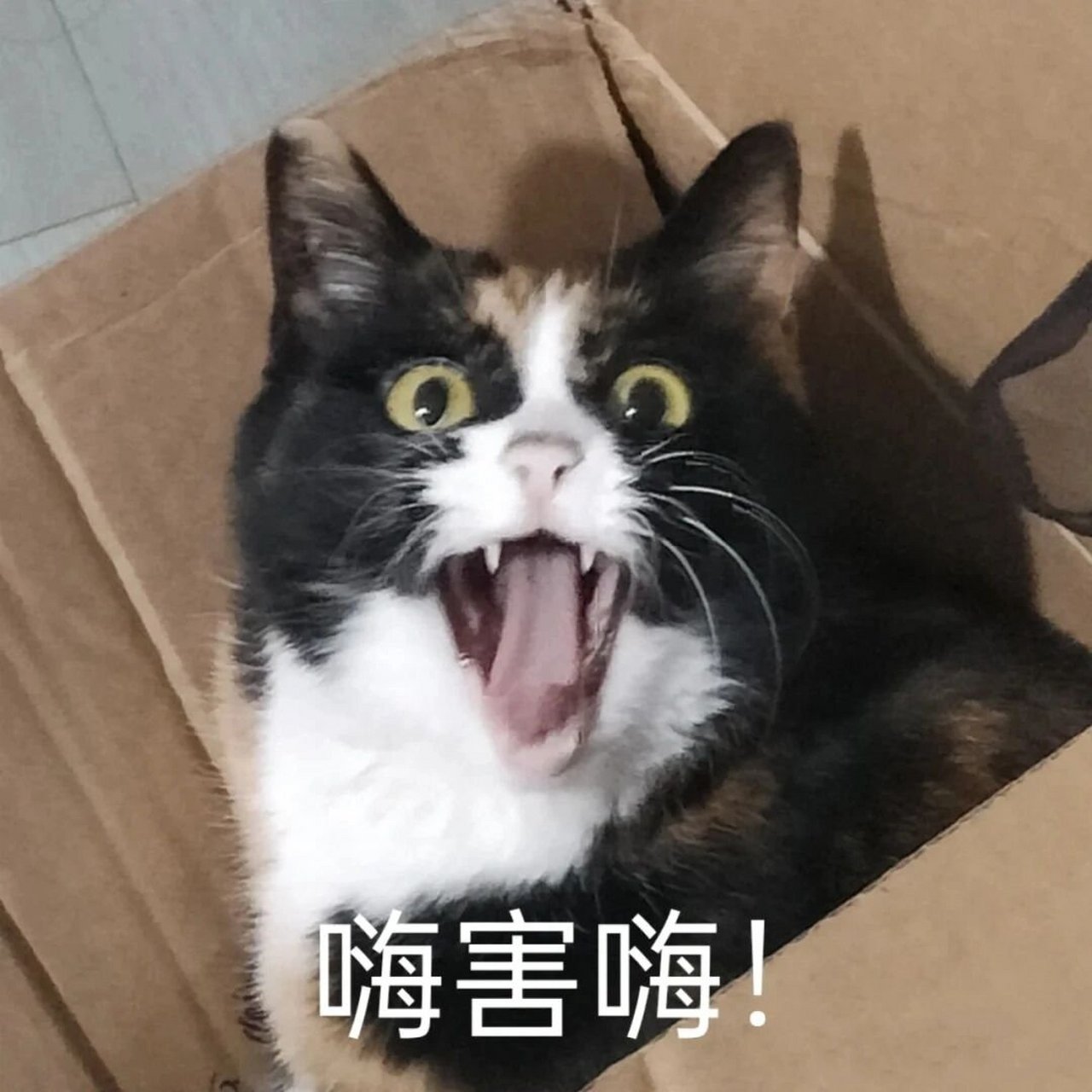 沙雕猫咪表情包 魔性图片