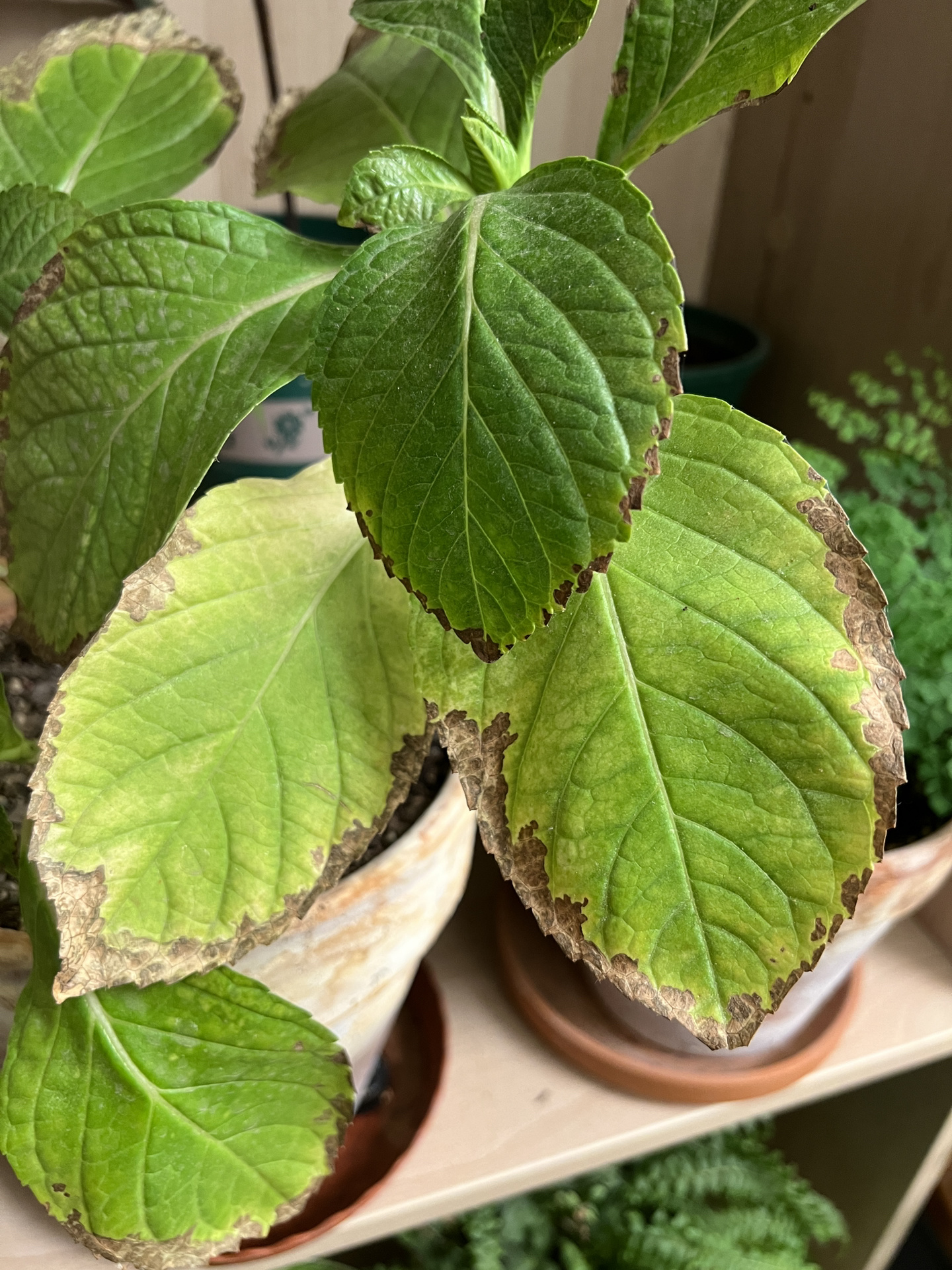 绣球黄叶焦边怎么回事? 逐渐新叶子也被腐蚀了