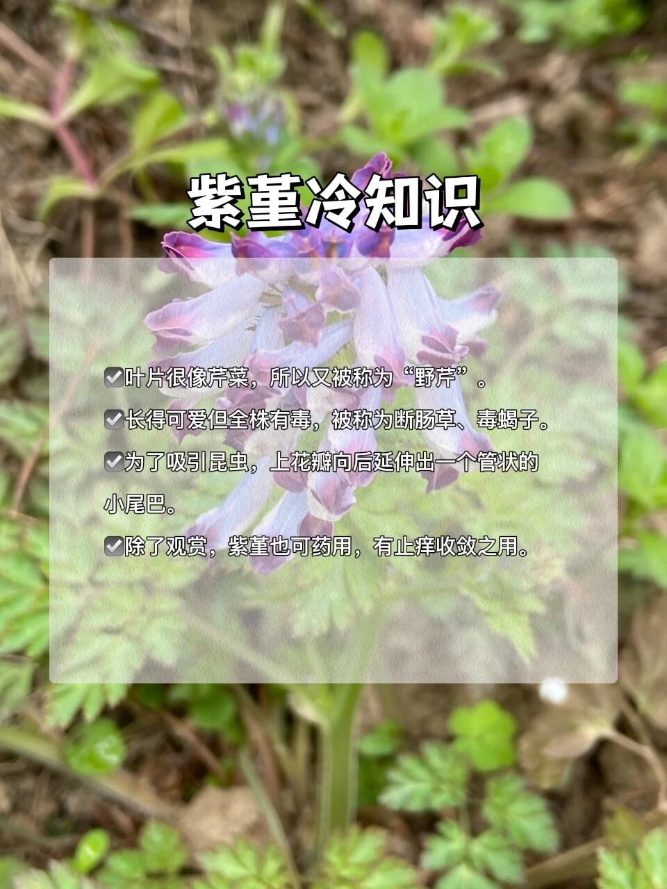 到底怎么区分啊7515这两种紫色野花