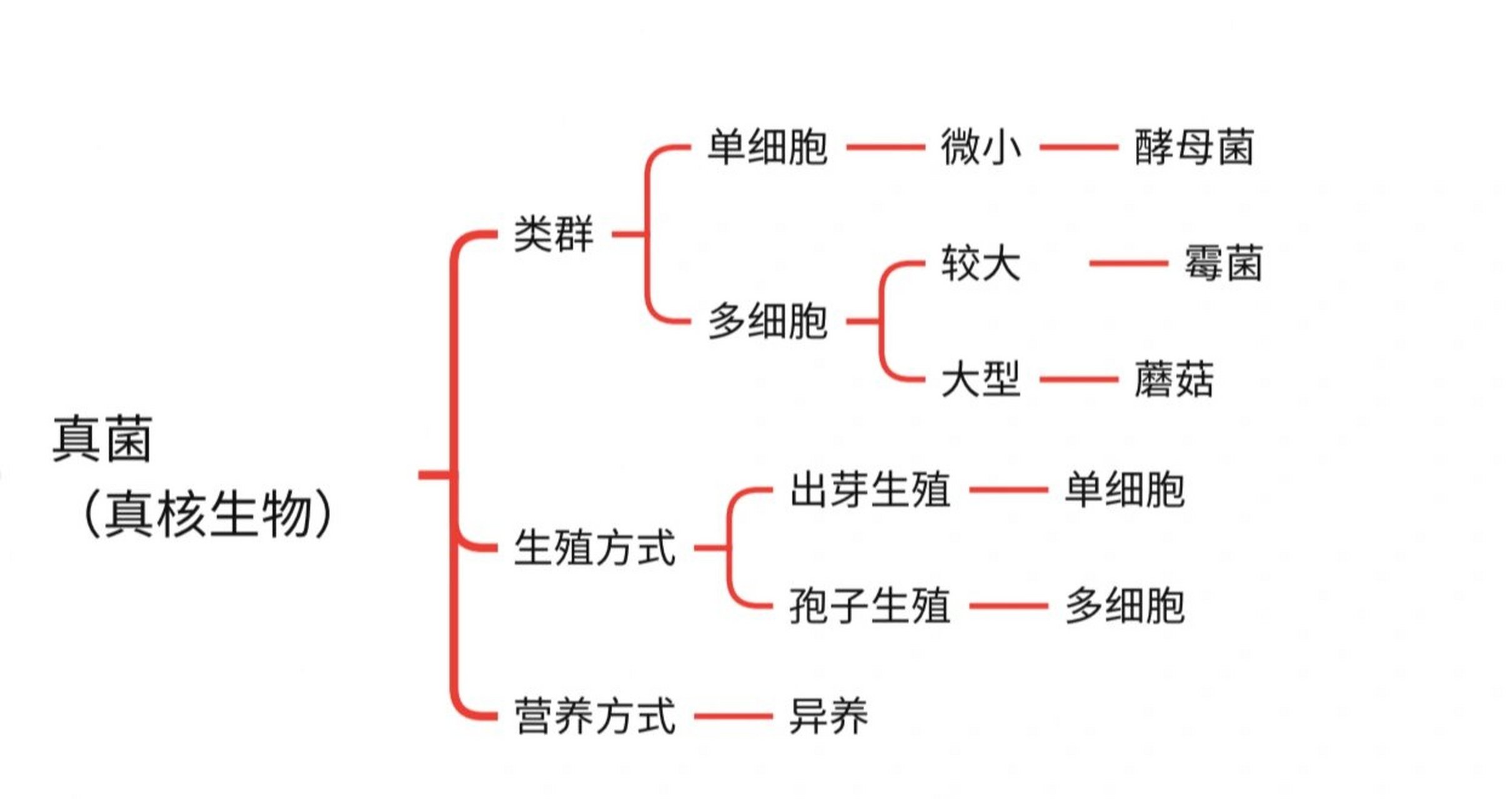 微生物的分类思维导图图片