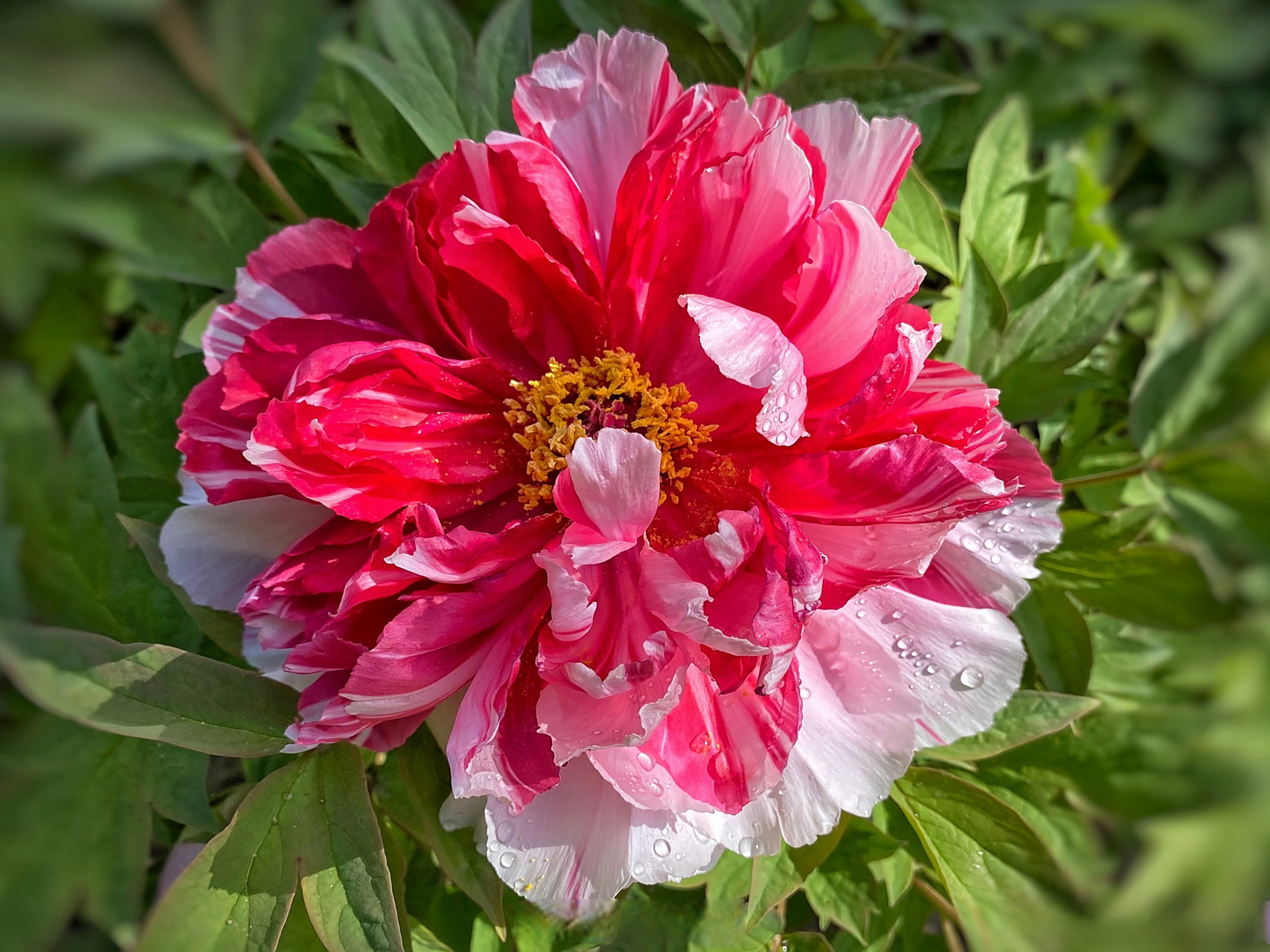 四月为爱奔赴洛阳##中国洛阳牡丹文化节# 岛锦牡丹,也称二乔[心]