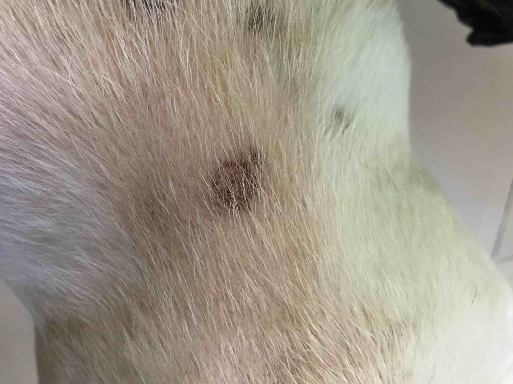 狗狗真菌感染,身上出现一块块黑斑如何帮它 7815狗狗身上被真菌