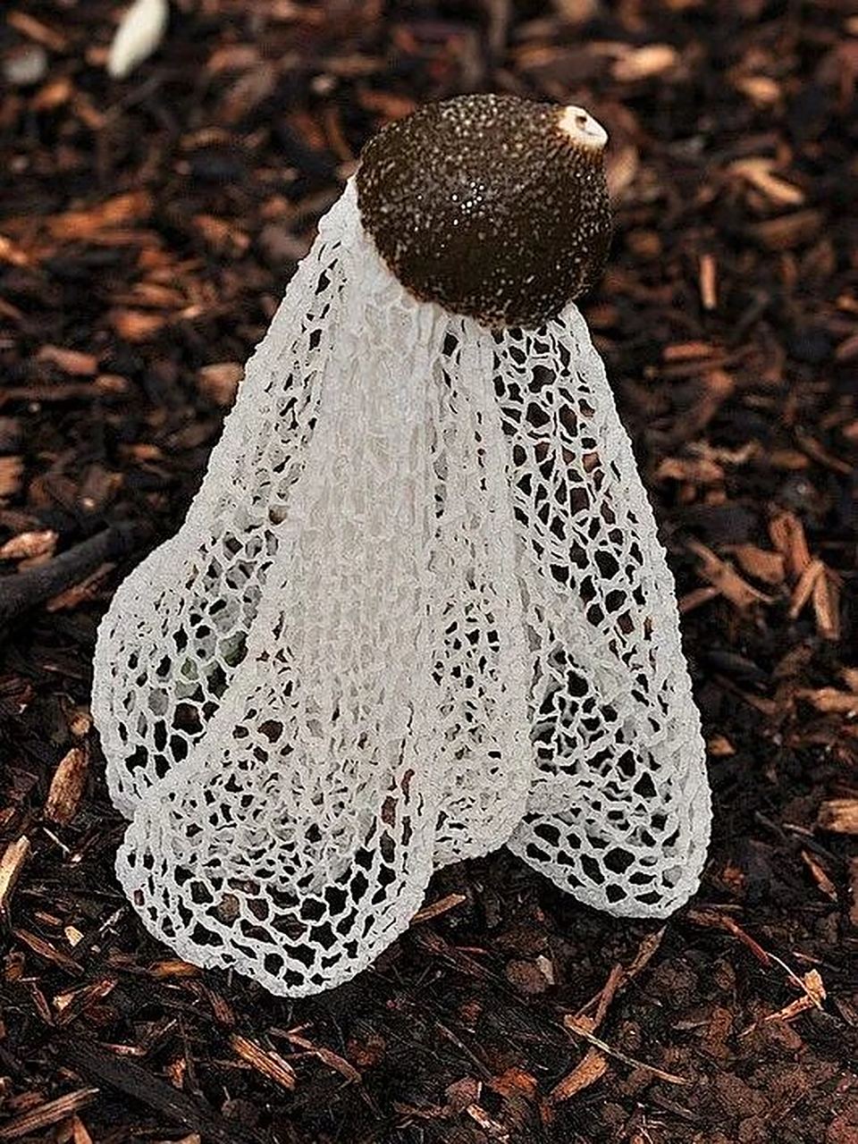 7215中文名:红托竹荪 拉丁学名:phallus rubrovolvatus 目:鬼笔目