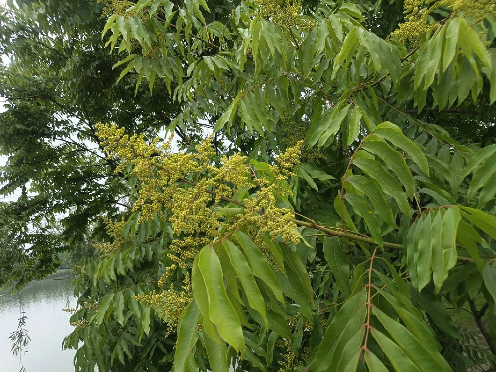 植物小科普～无患子(洗手果,肥皂果树) 别名:洗手果,肥皂果树 科  :无