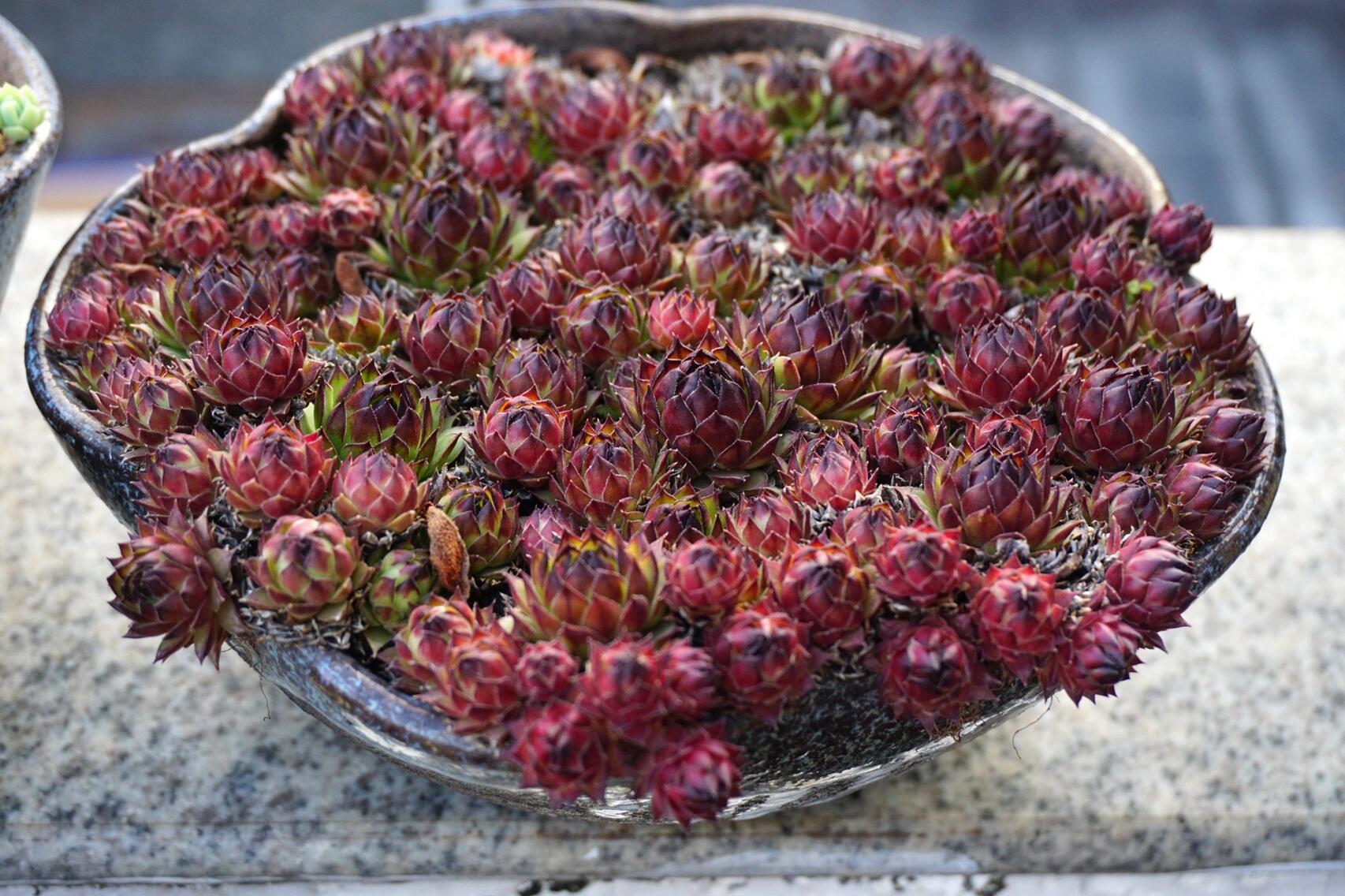 多肉系之观音莲 观音莲是一种优雅可爱的多肉植物, 也叫长生草,群生