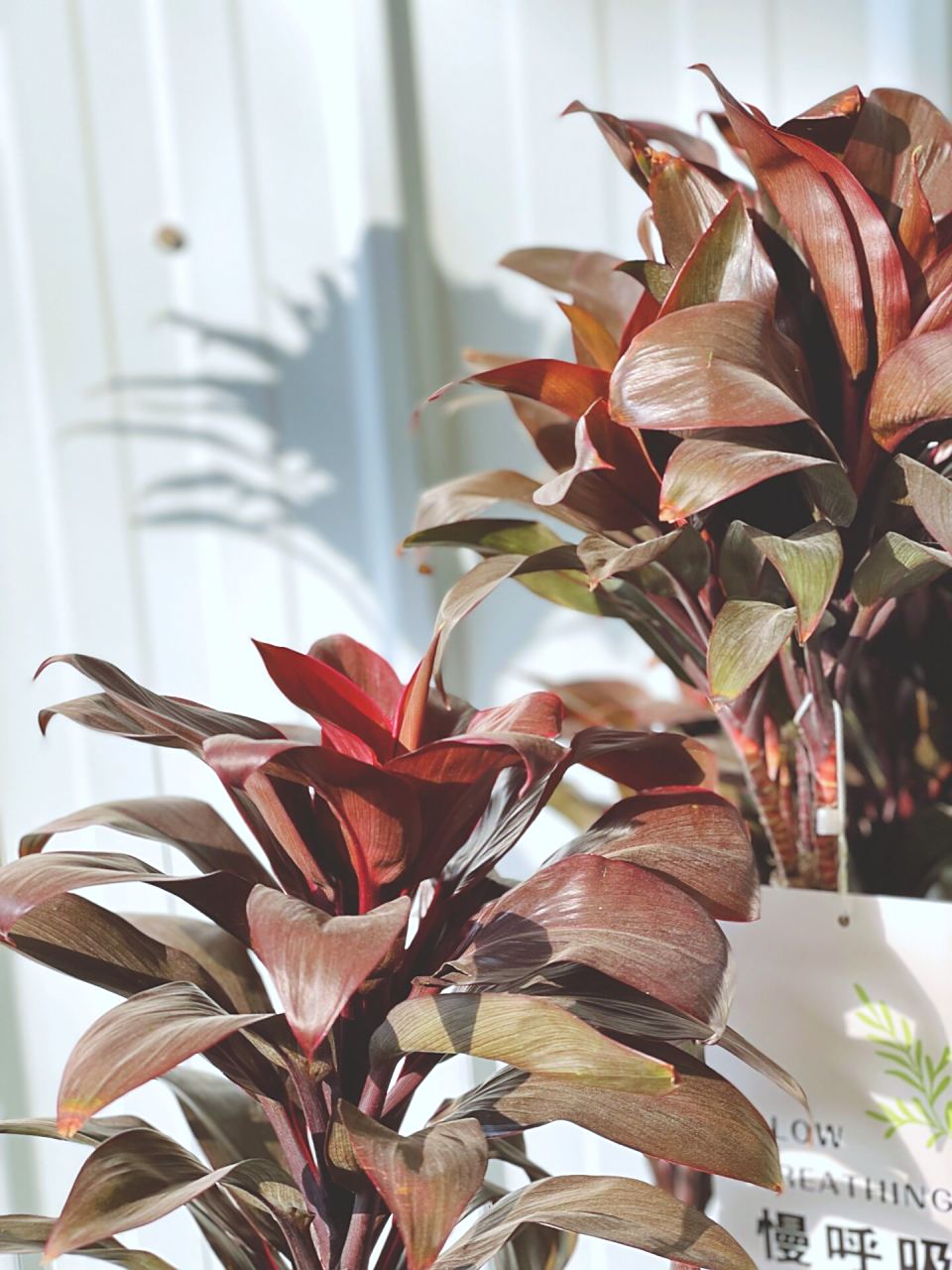 小众网红绿植|娃娃朱蕉 深紫红色,株型美观大气,色彩华丽,优雅别致