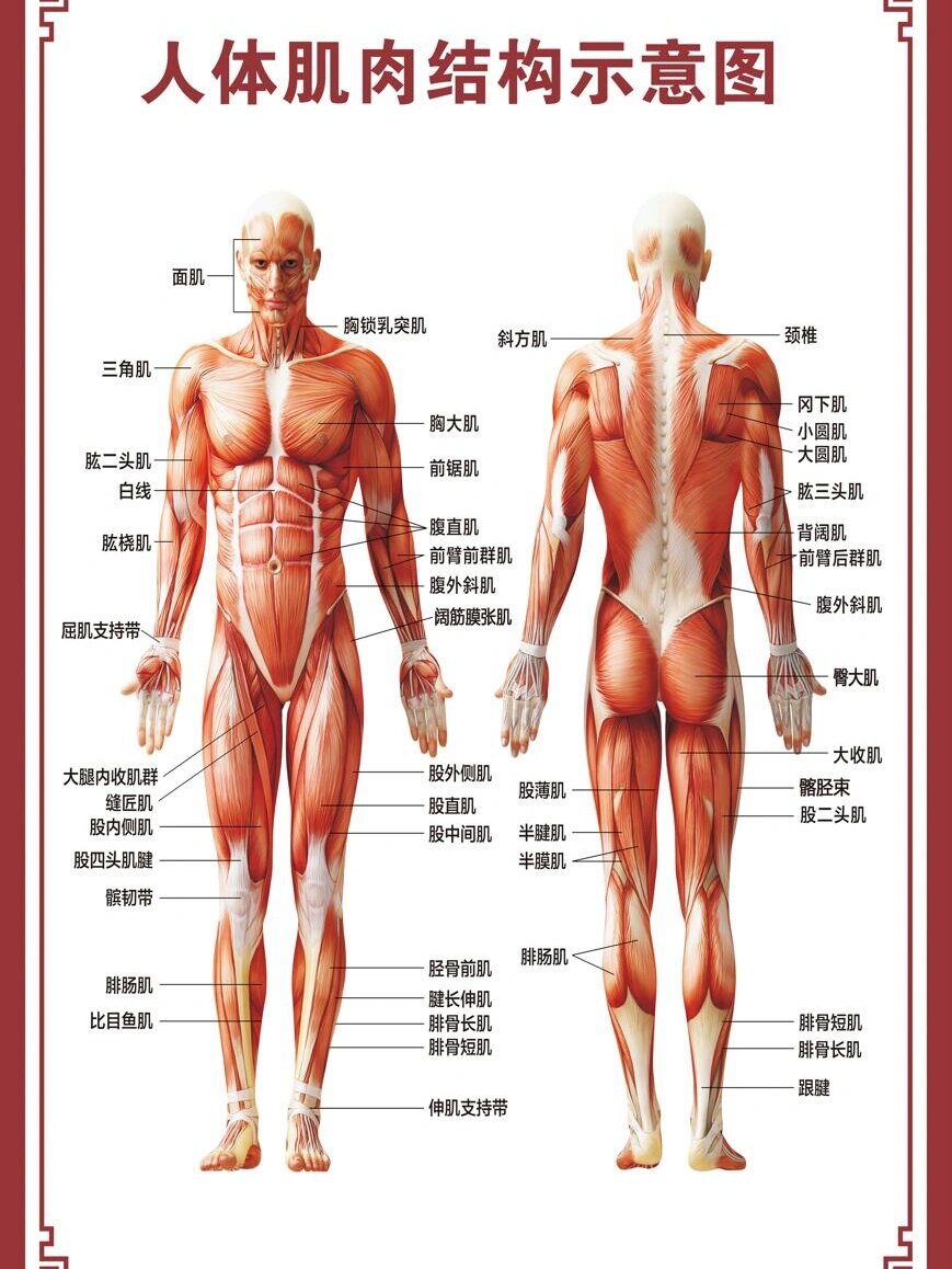 胸壁肌肉解剖结构图图片