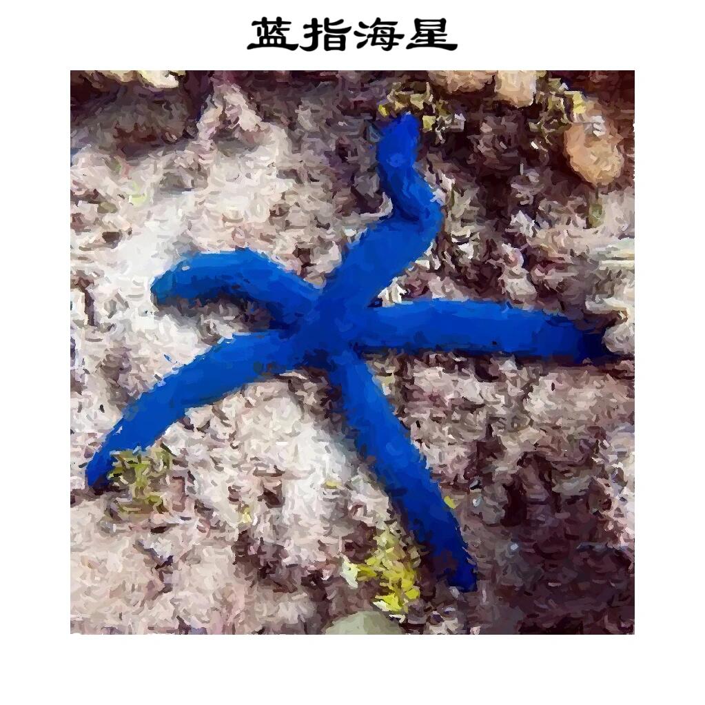 星指的是什么动物